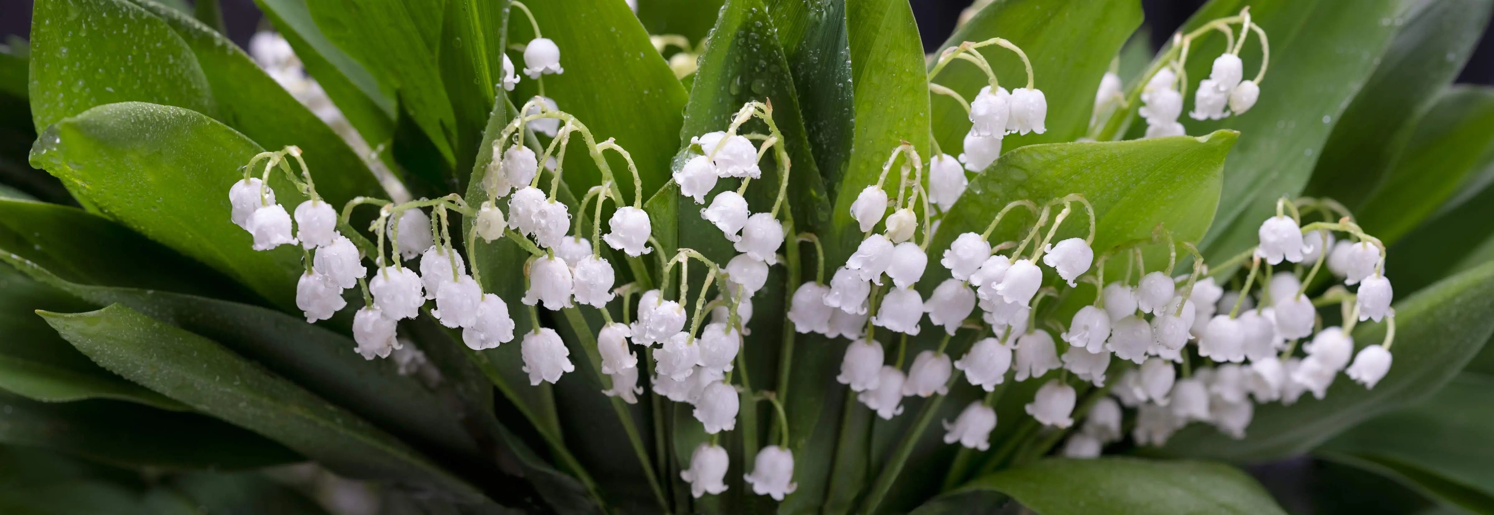 Convallaria - Maiglöckchen Stauden Gaenge