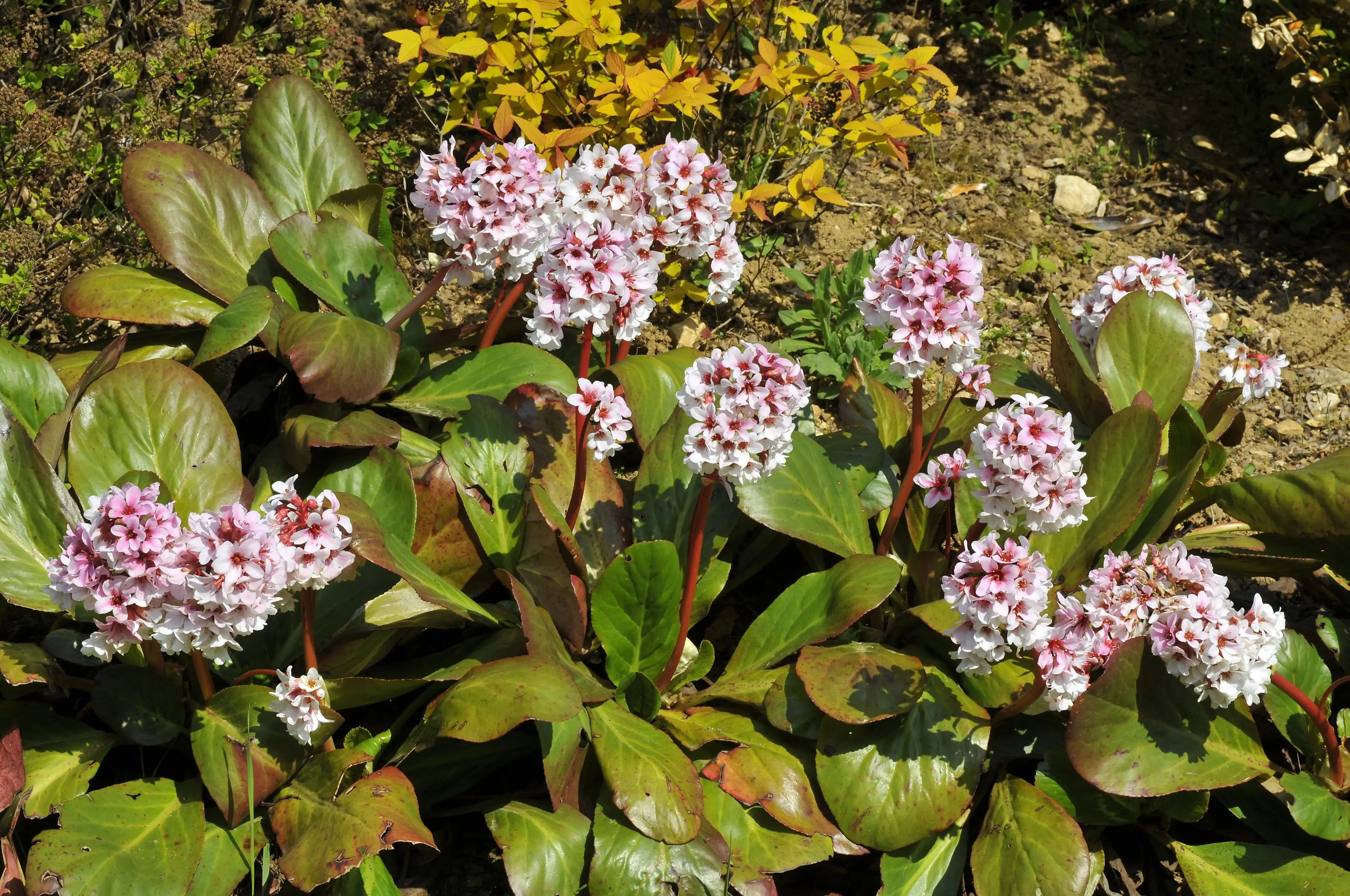Bergenia - Bergenie Stauden Gaenge