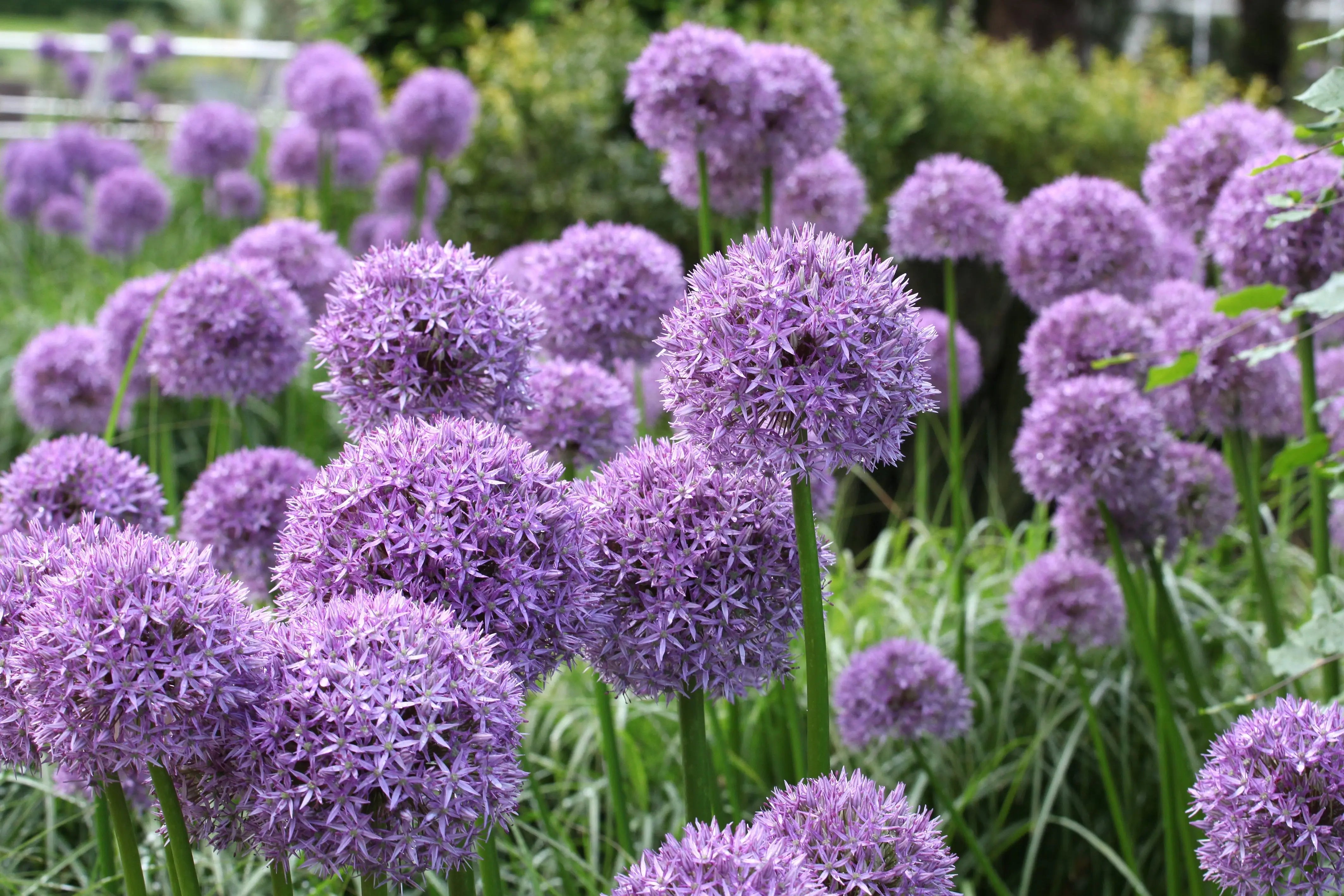 Allium - Zierlauch Stauden Gaenge