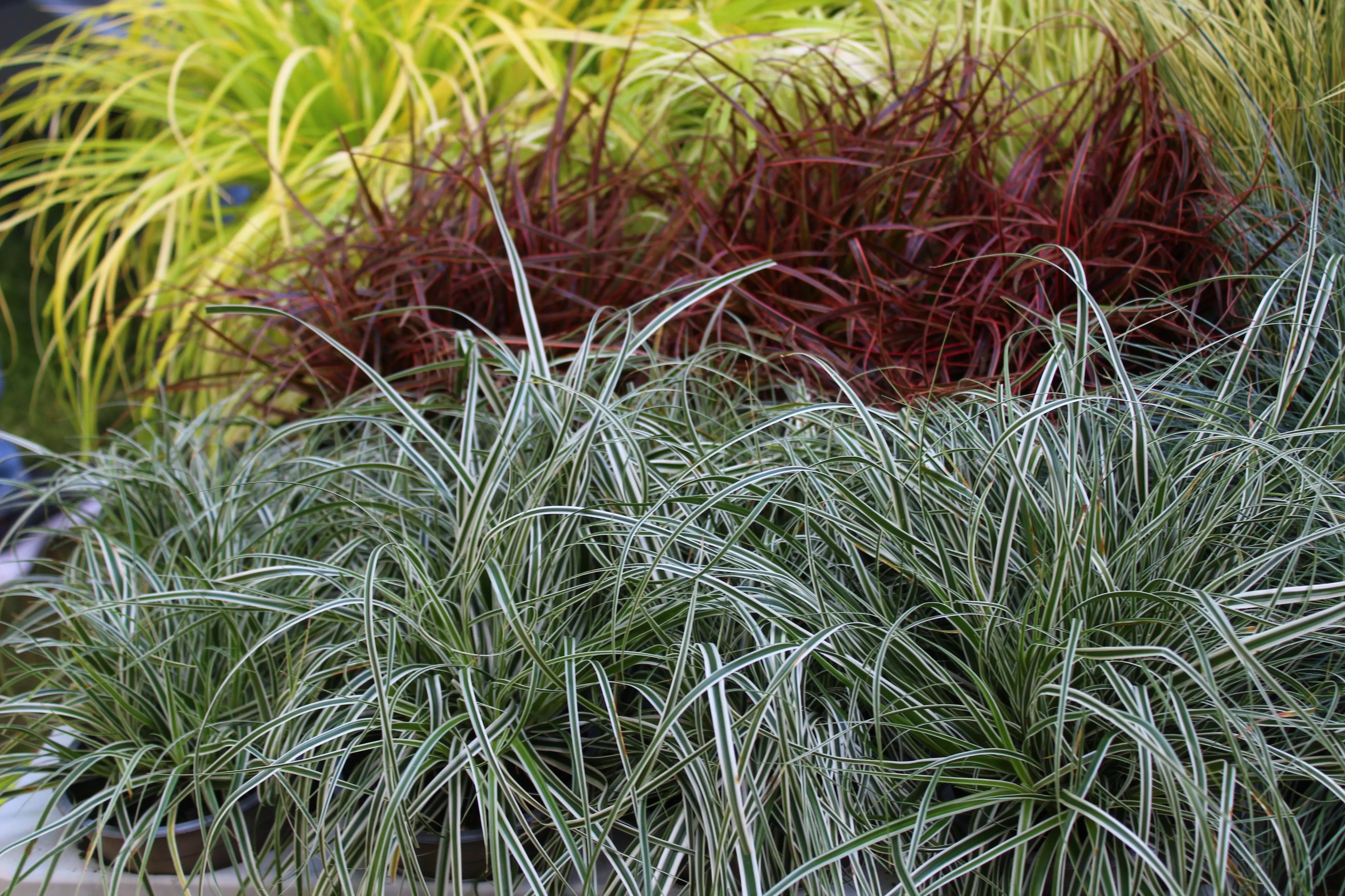 Carex - Segge Stauden Gaenge