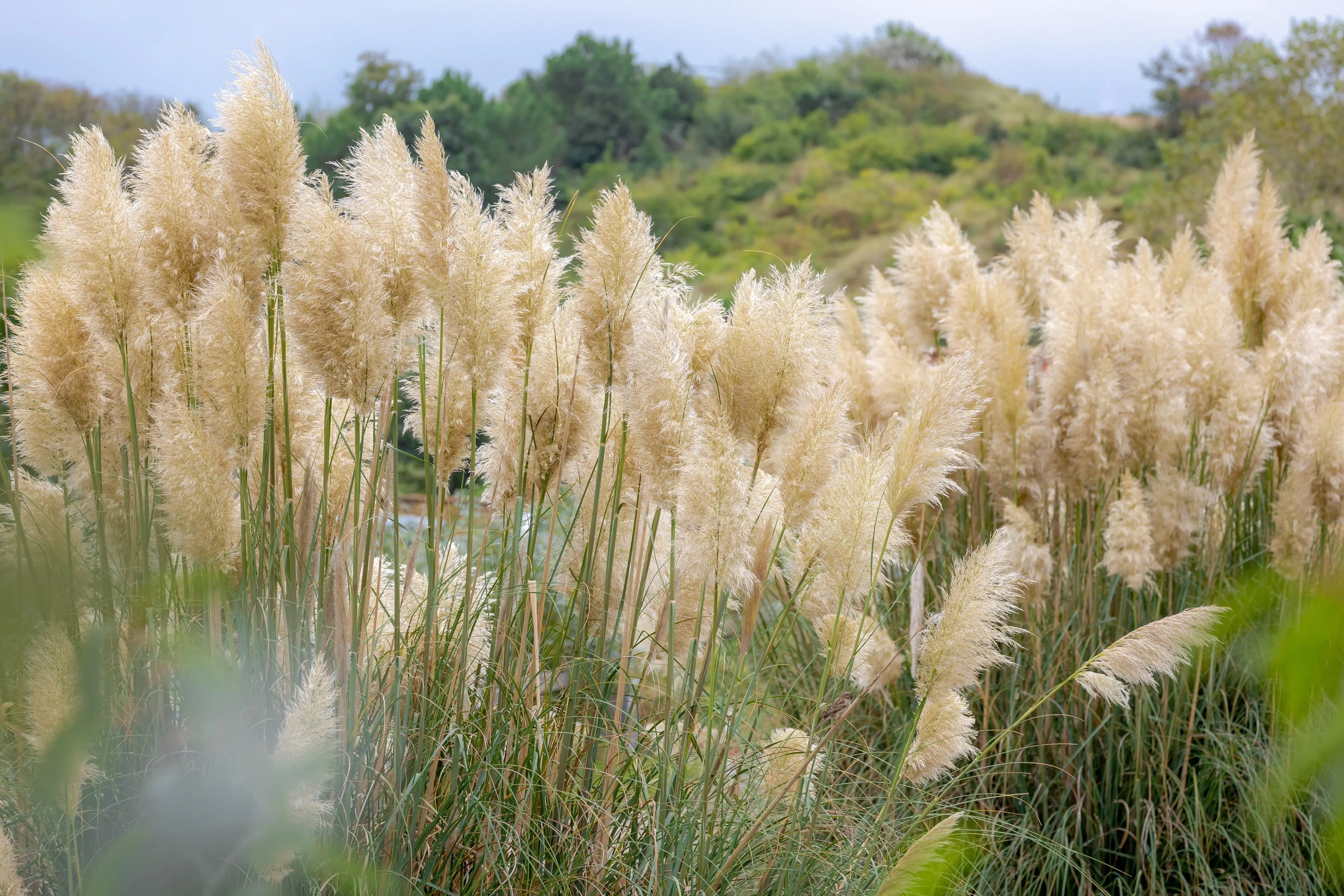 Cortaderia - Pampasgras Stauden Gaenge