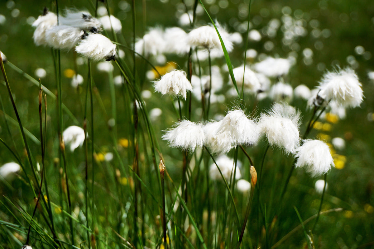 Eriophorum - Wollgras Stauden Gaenge