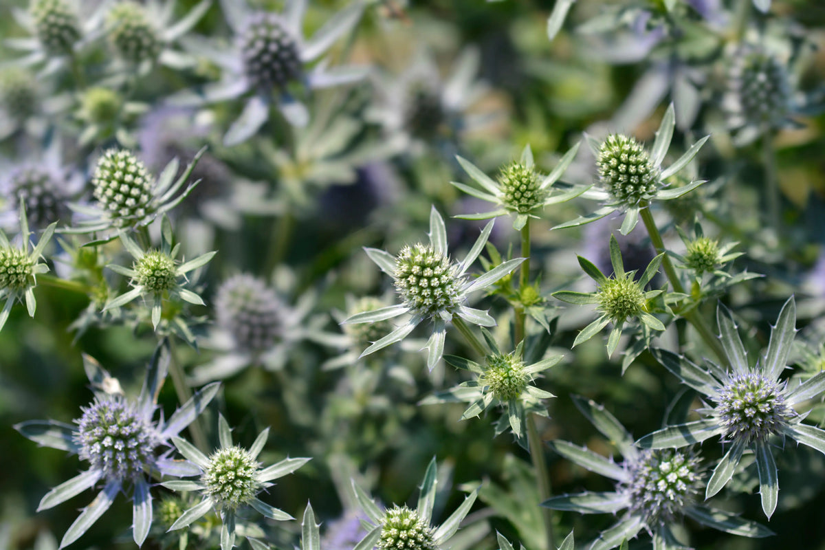 Eryngium - Blaue Edeldistel Stauden Gaenge