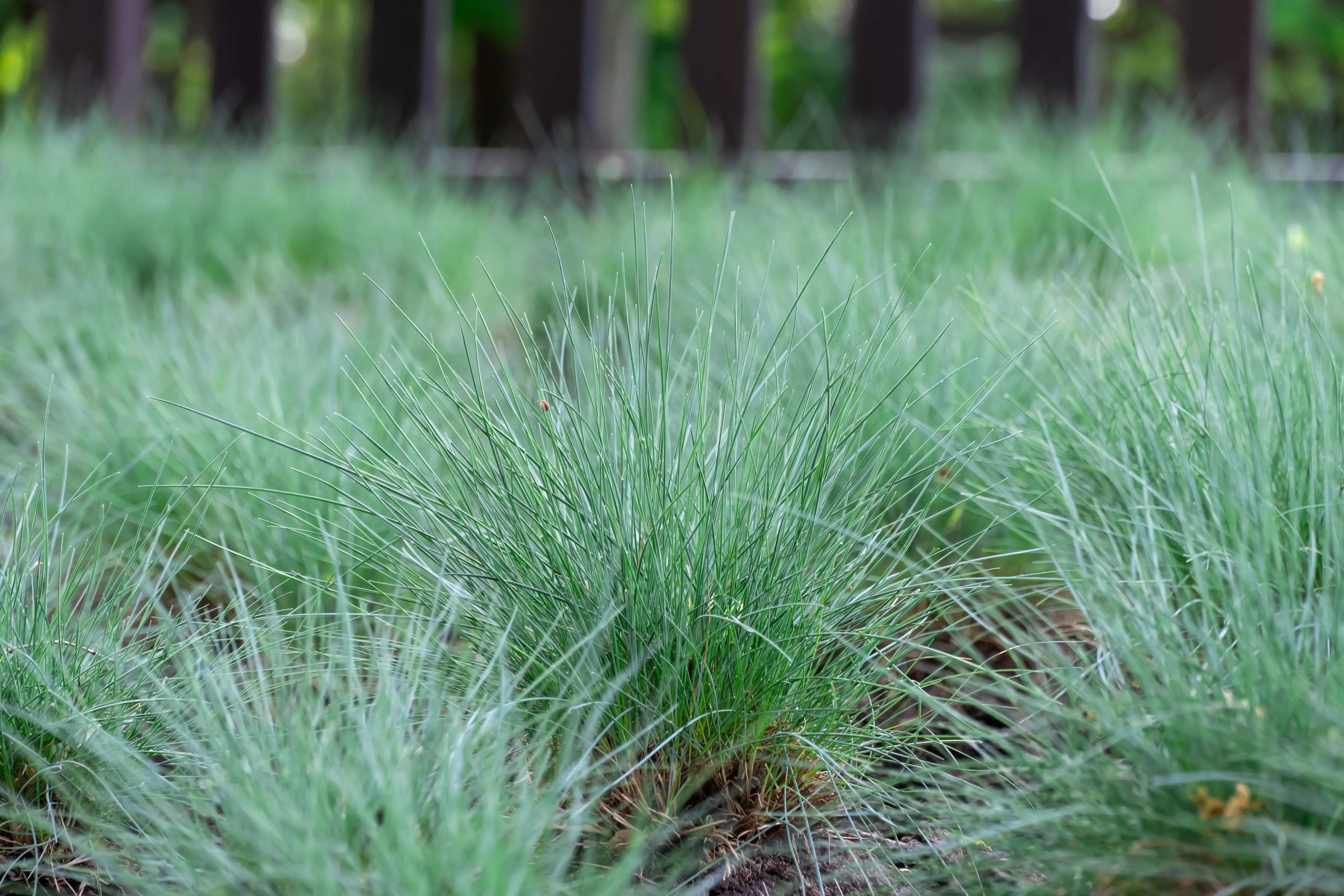 Festuca - Schwingel Stauden Gaenge