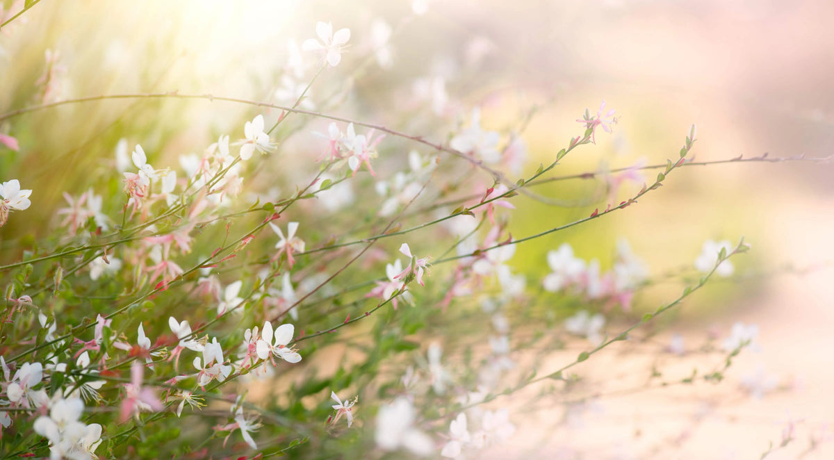 Gaura - Prachtkerze Stauden Gaenge