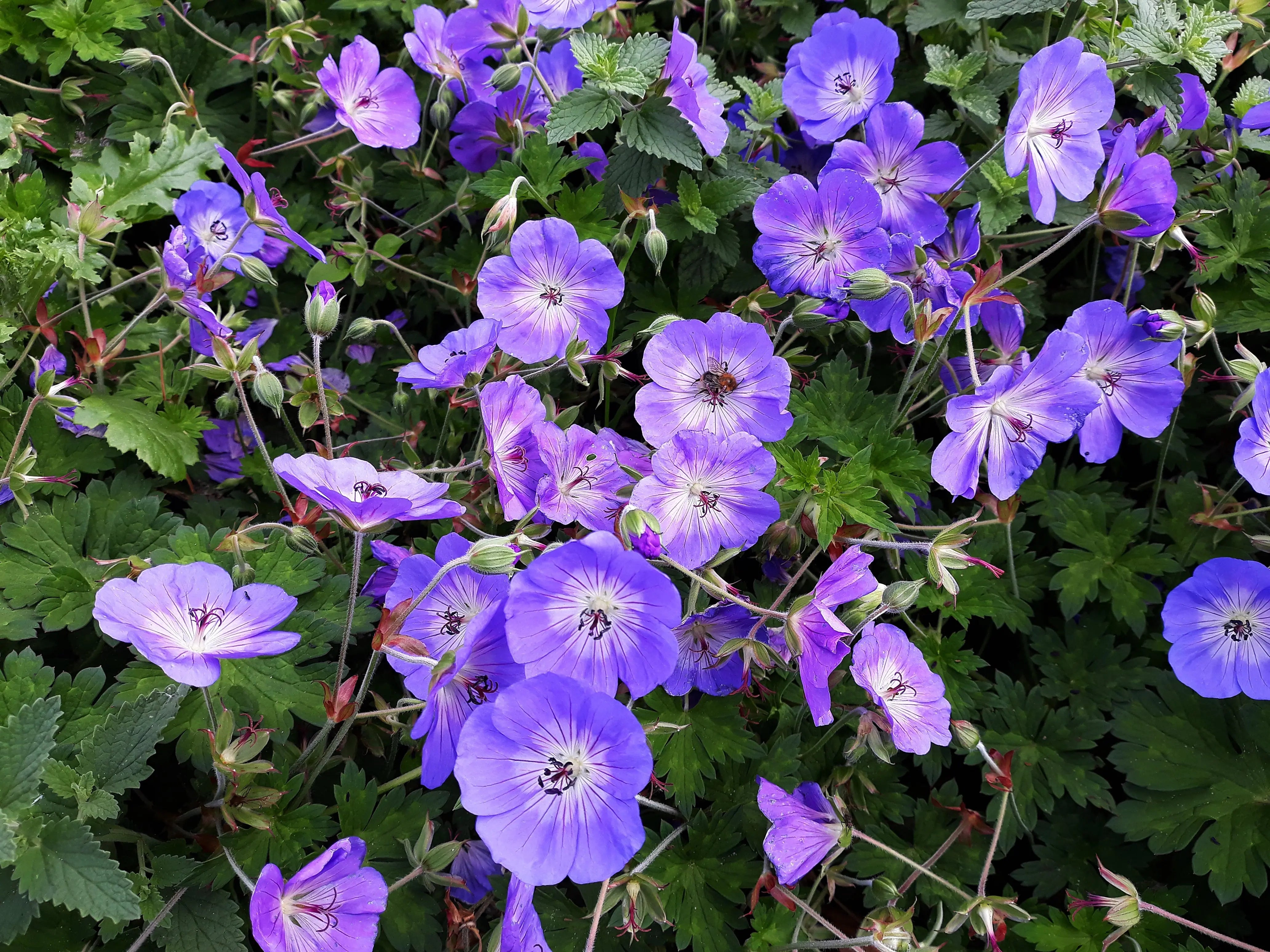 Geranium - Storchschnabel Stauden Gaenge