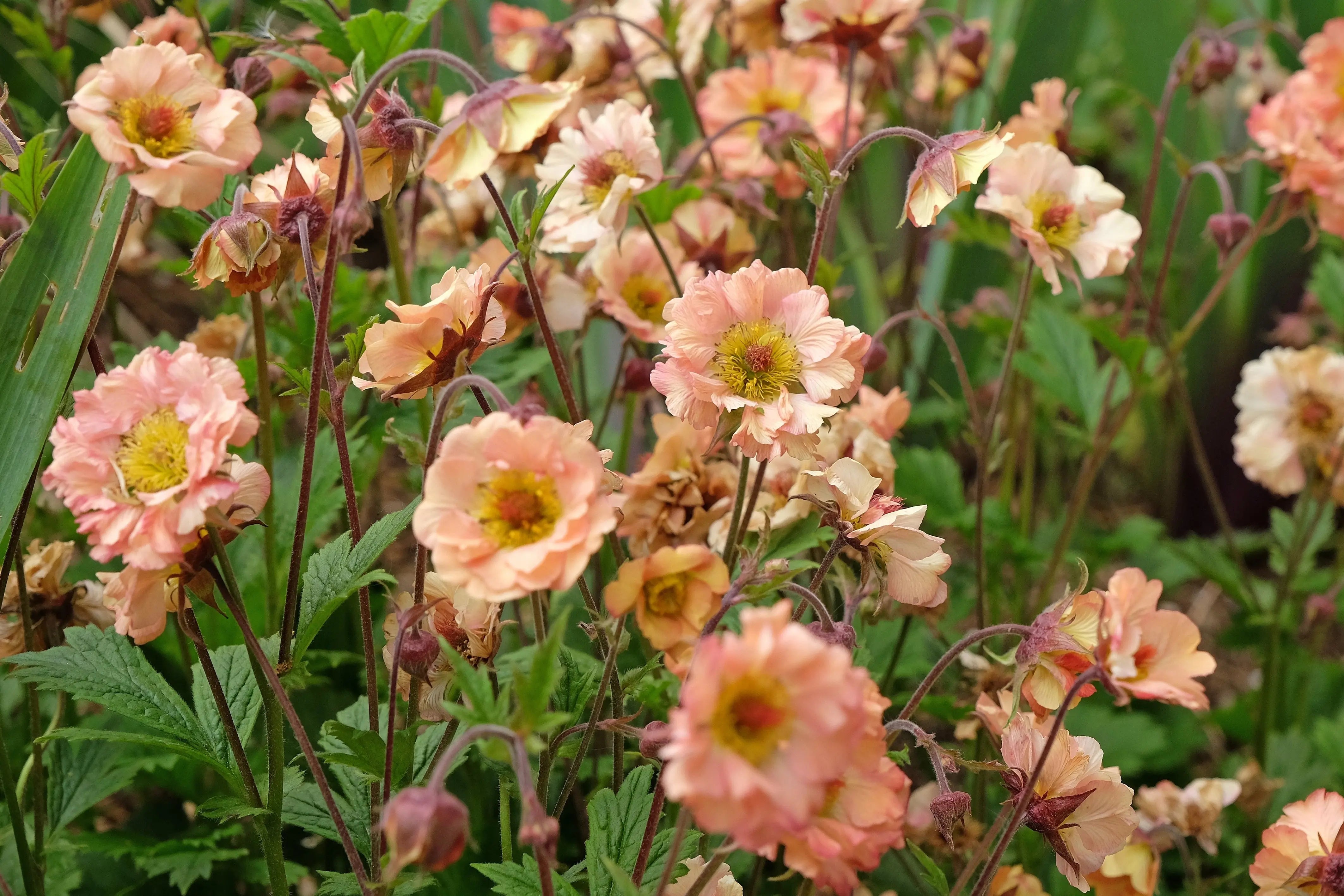 Geum - Nelkenwurz Stauden Gaenge