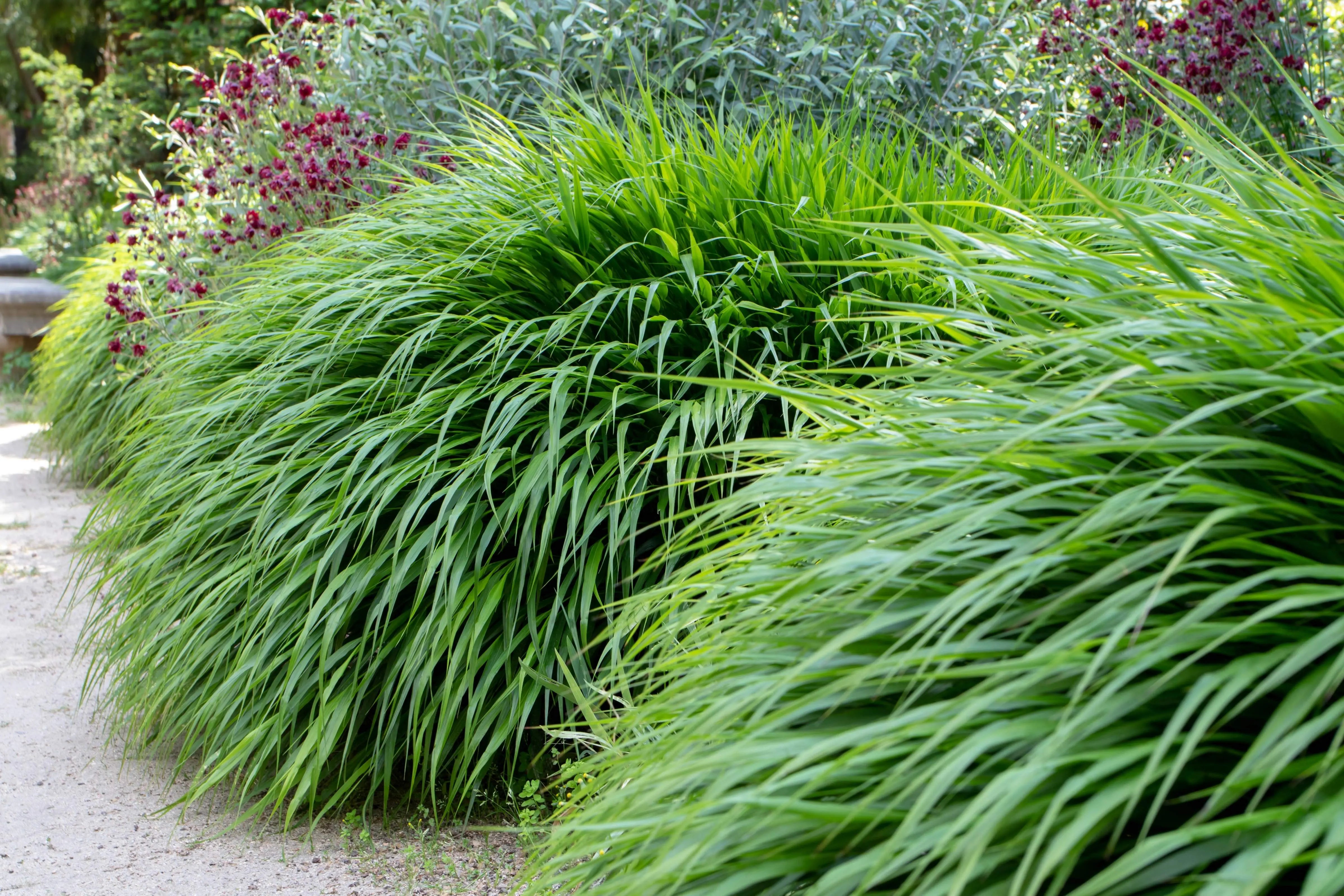 Hakonechloa - Japanisches Berggras Stauden Gaenge