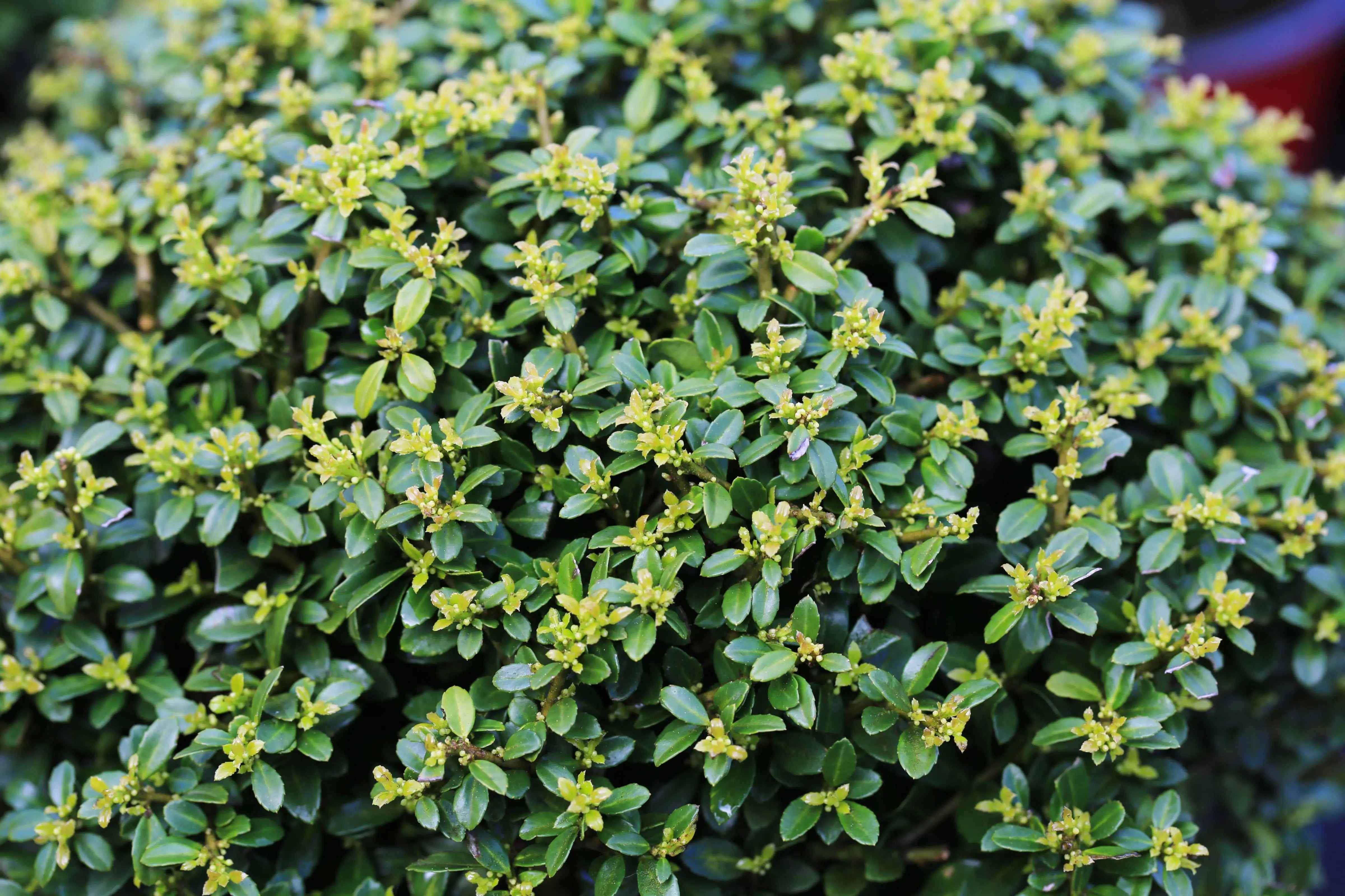 Ilex - Japanische Stechpalme Stauden Gaenge
