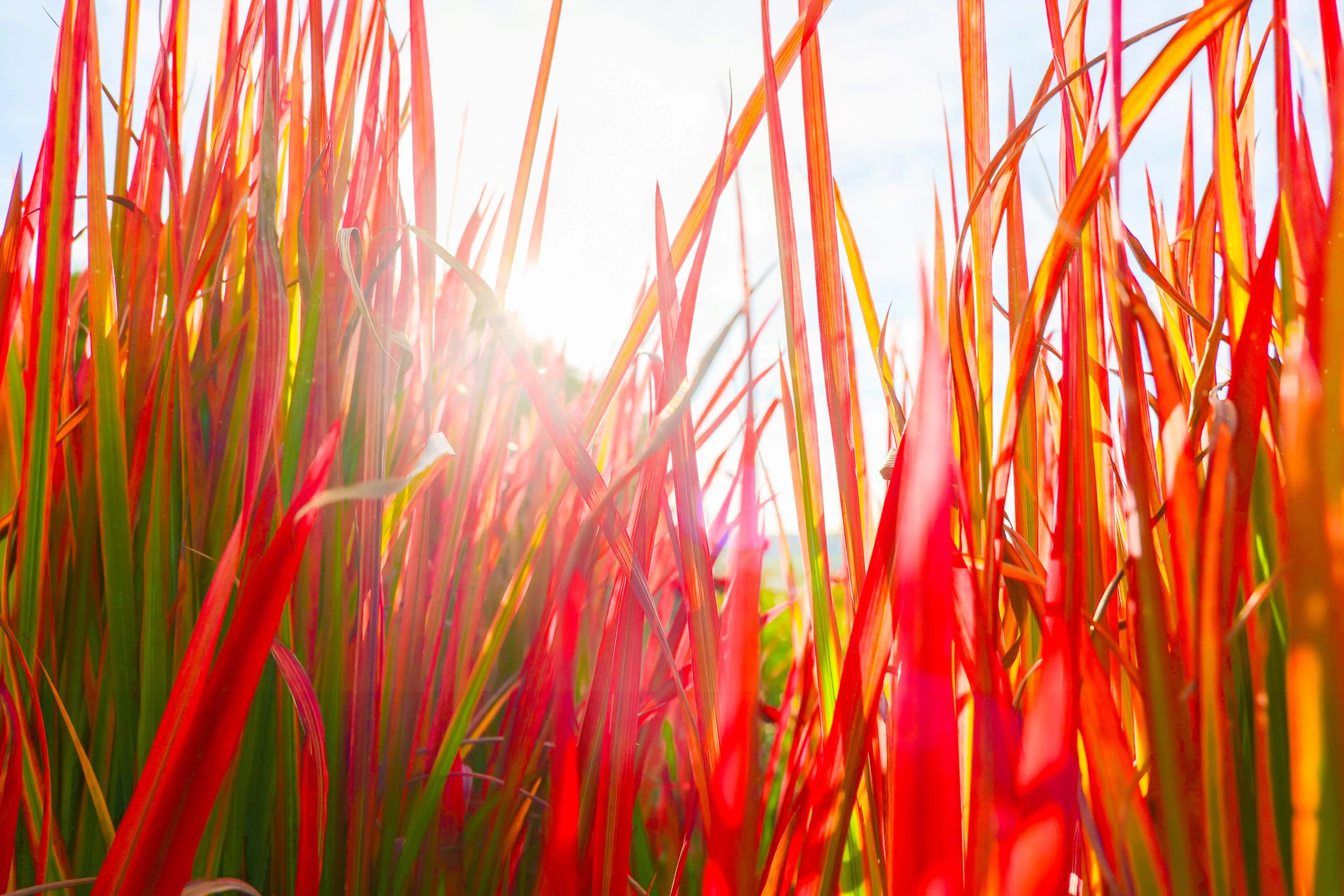 Imperata - Japanisches Blutgras Stauden Gaenge