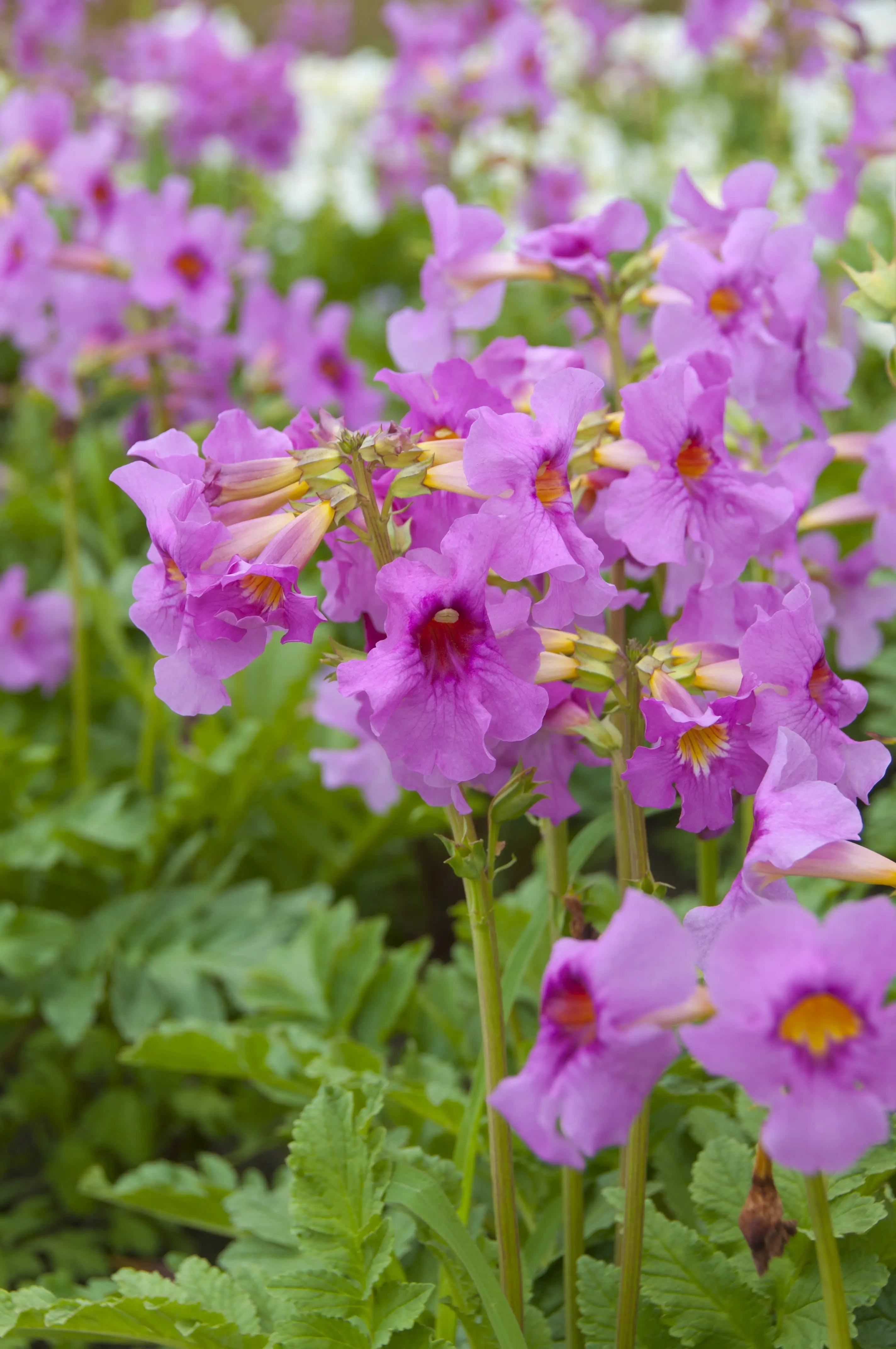 Incarvillea - Trompetenblume Stauden Gaenge