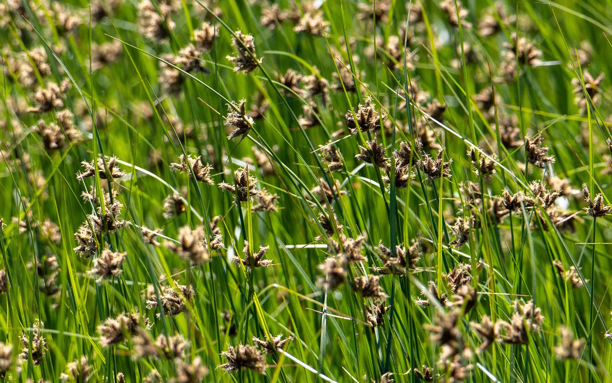 Juncus - Zwerg Binse Stauden Gaenge
