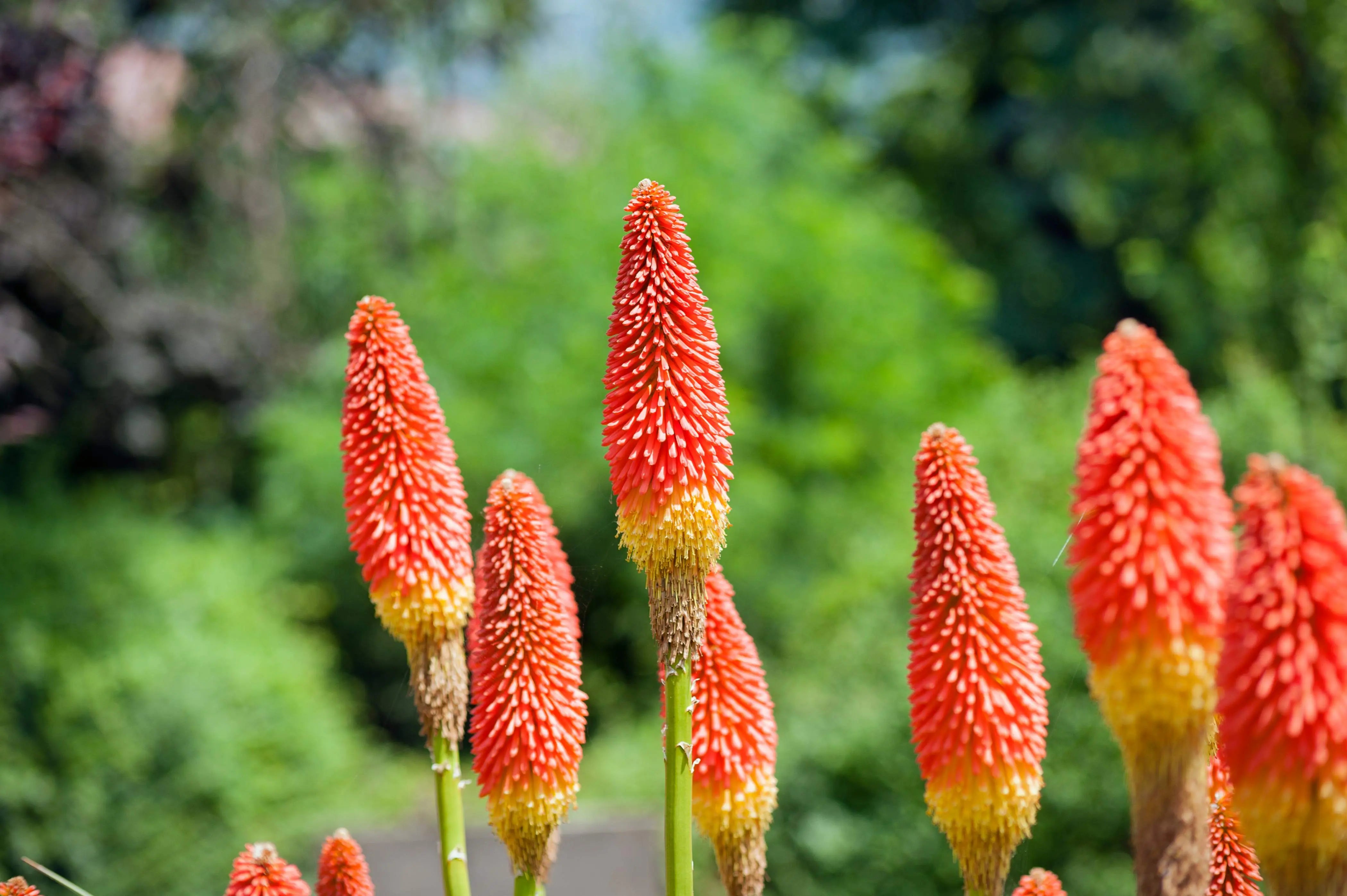 Kniphofia - Fackellilie Stauden Gaenge