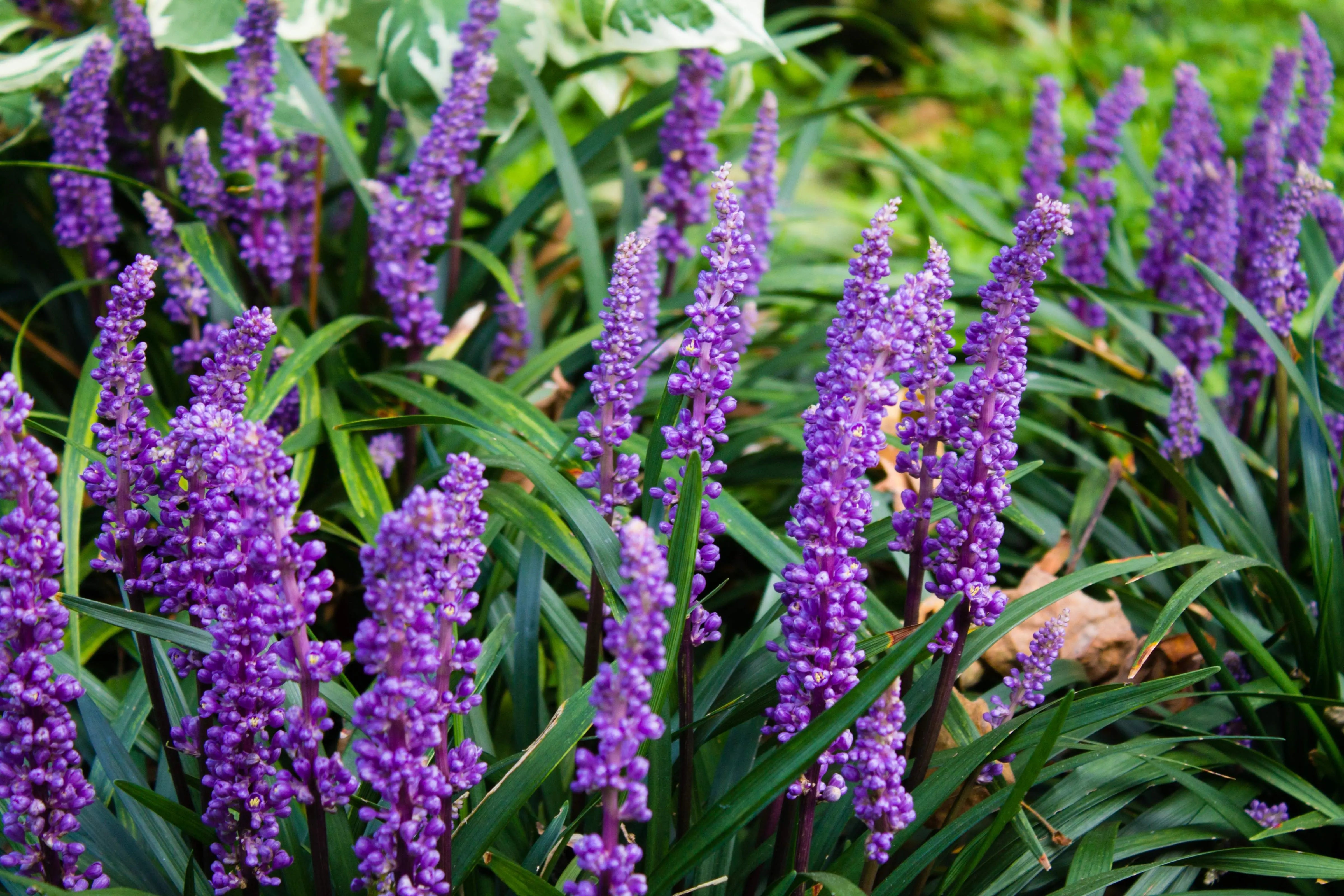 Liriope - Lilientraube Stauden Gaenge
