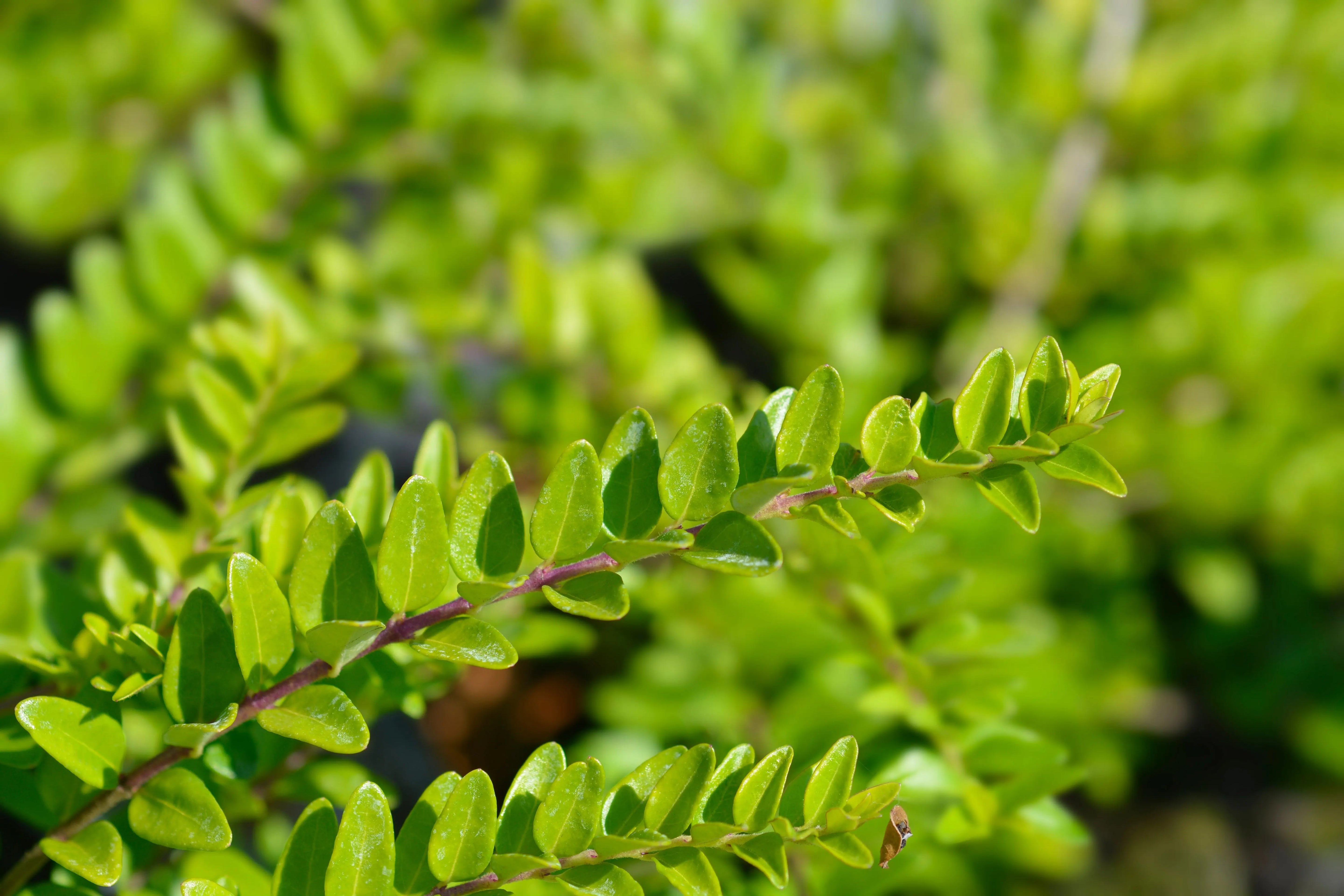 Lonicera - Heckenmyrthe Stauden Gaenge