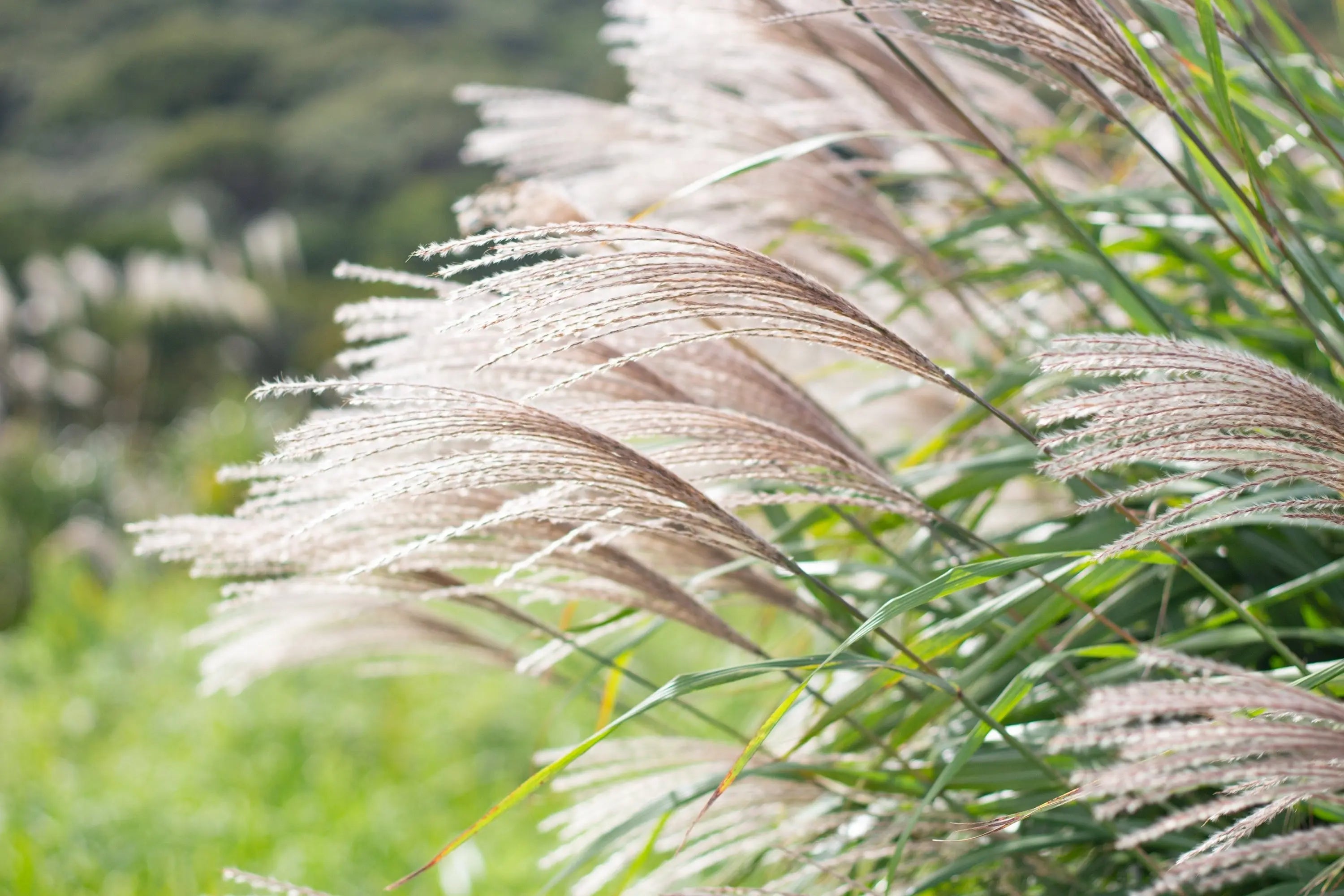 Miscanthus - Chinaschilf Stauden Gaenge