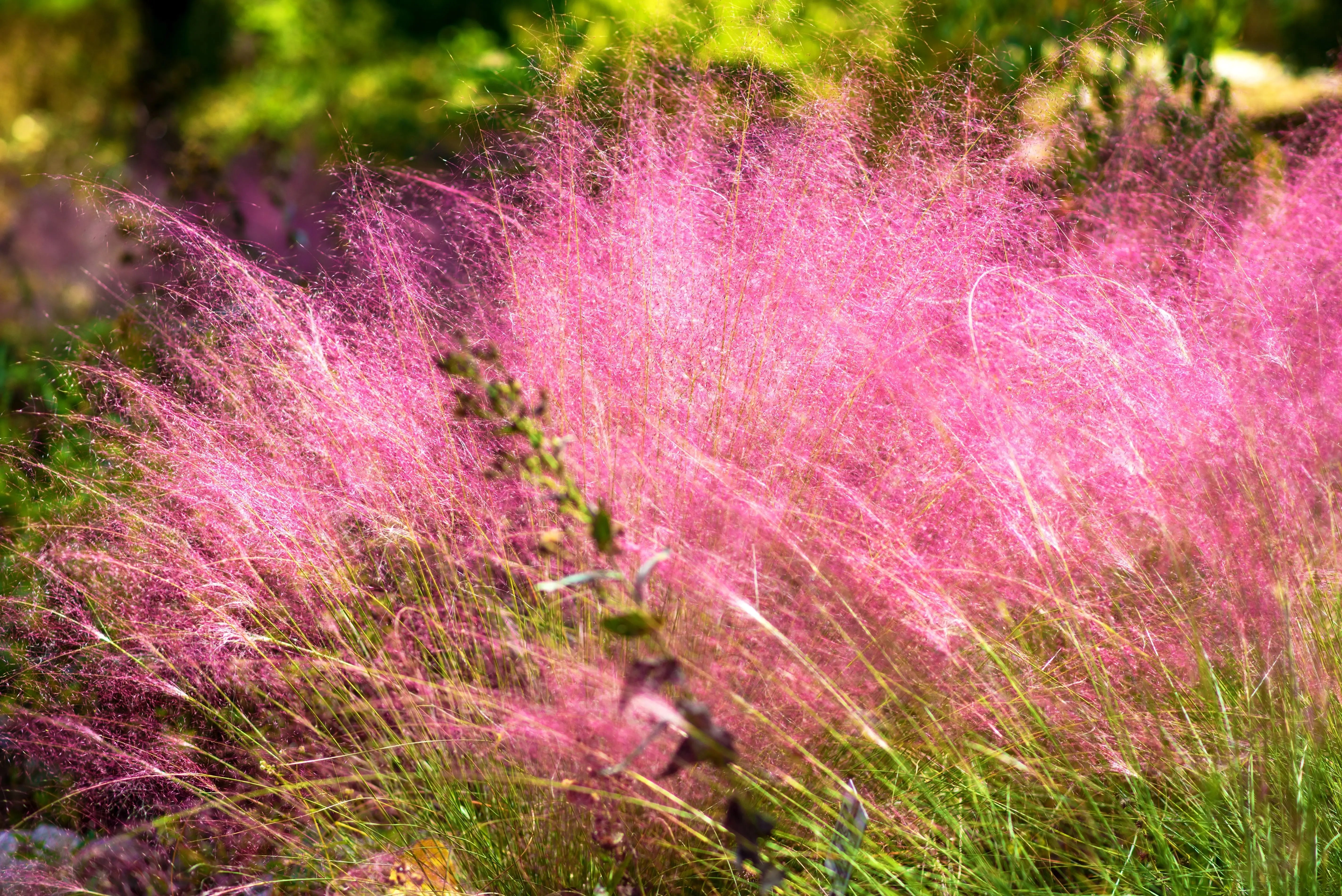 Muhlenbergia - Haargras Stauden Gaenge