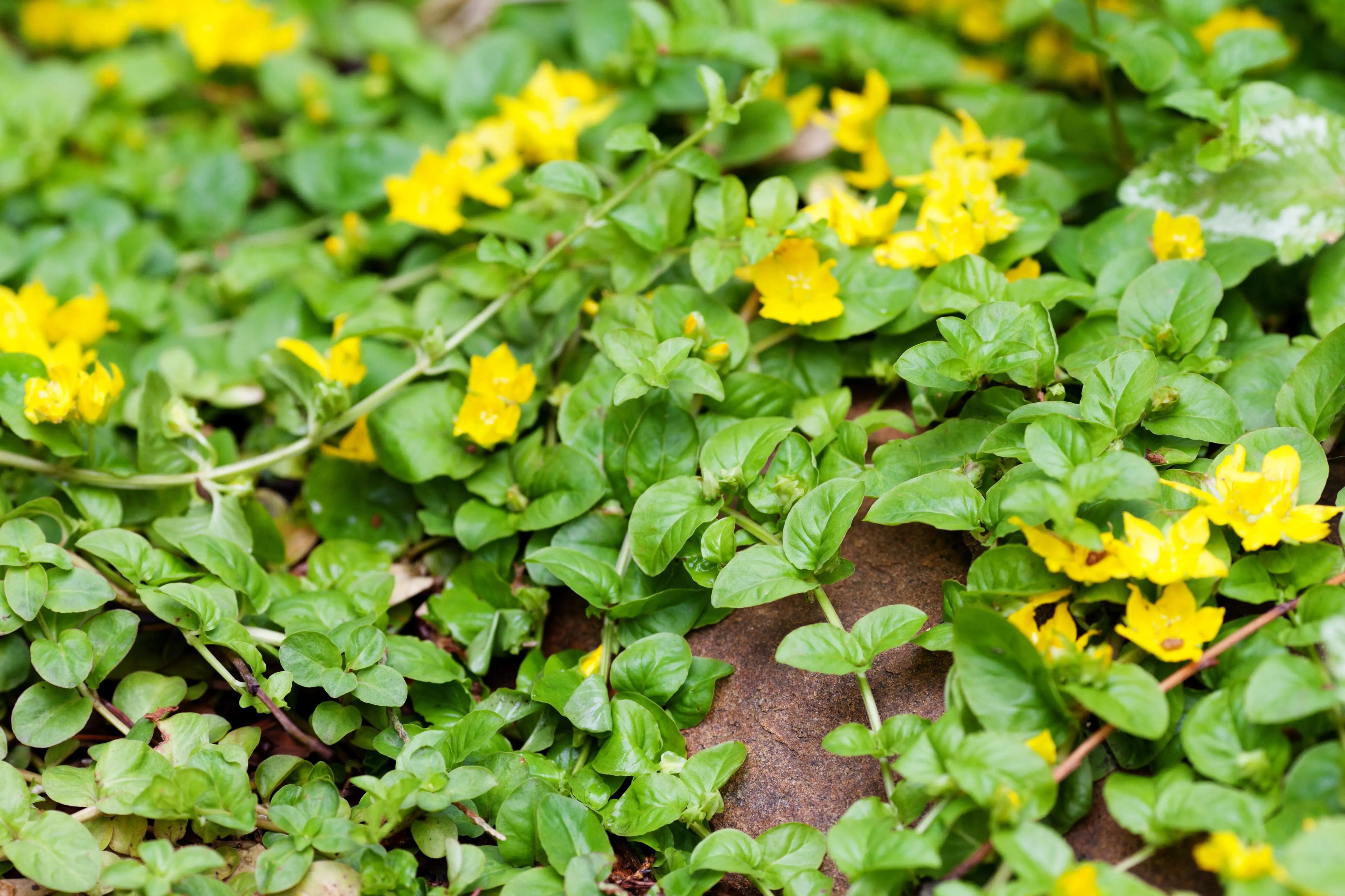 Lysimachia - Pfennigkraut Stauden Gaenge