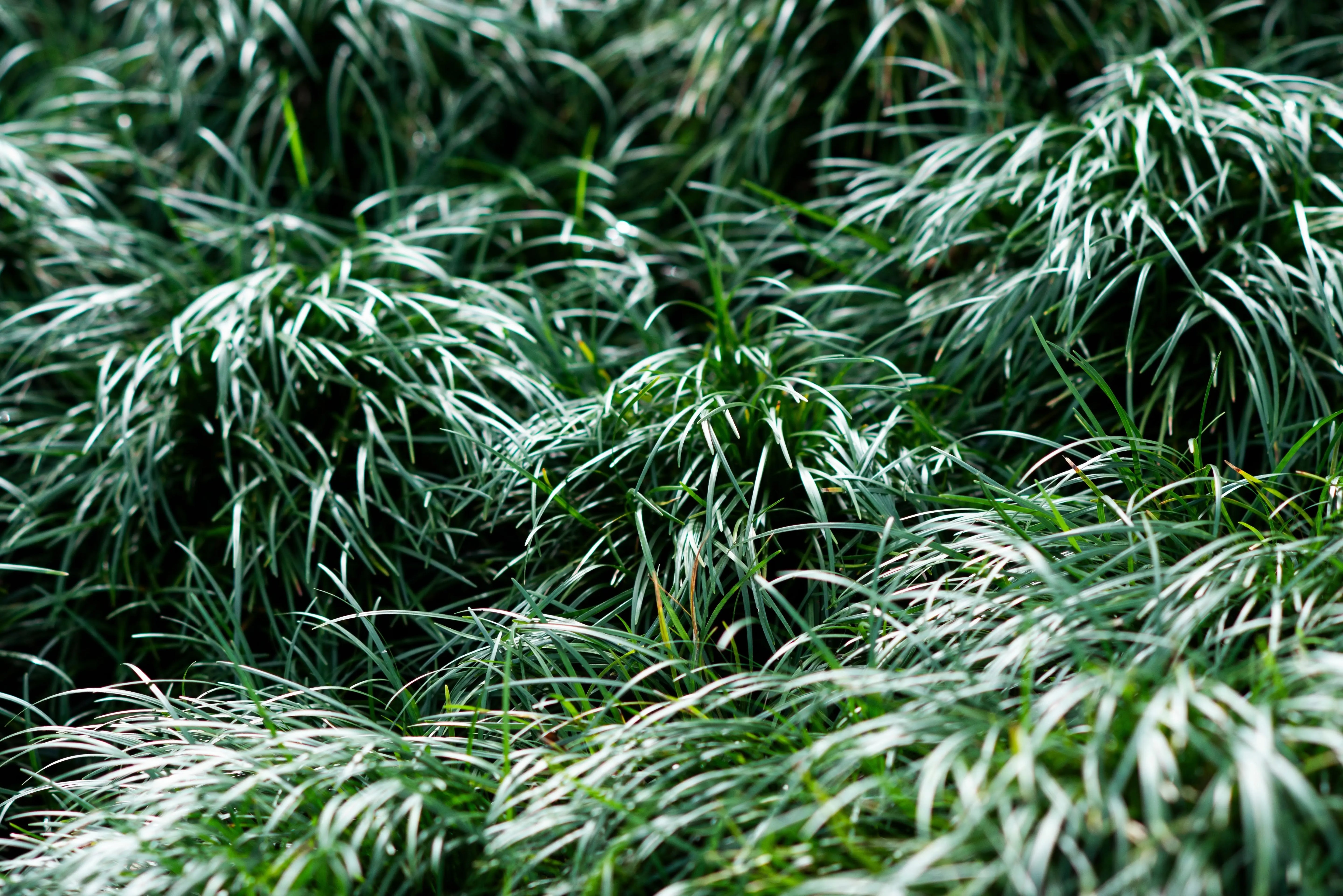 Ophiopogon - Japanischer Schlangenbart Stauden Gaenge