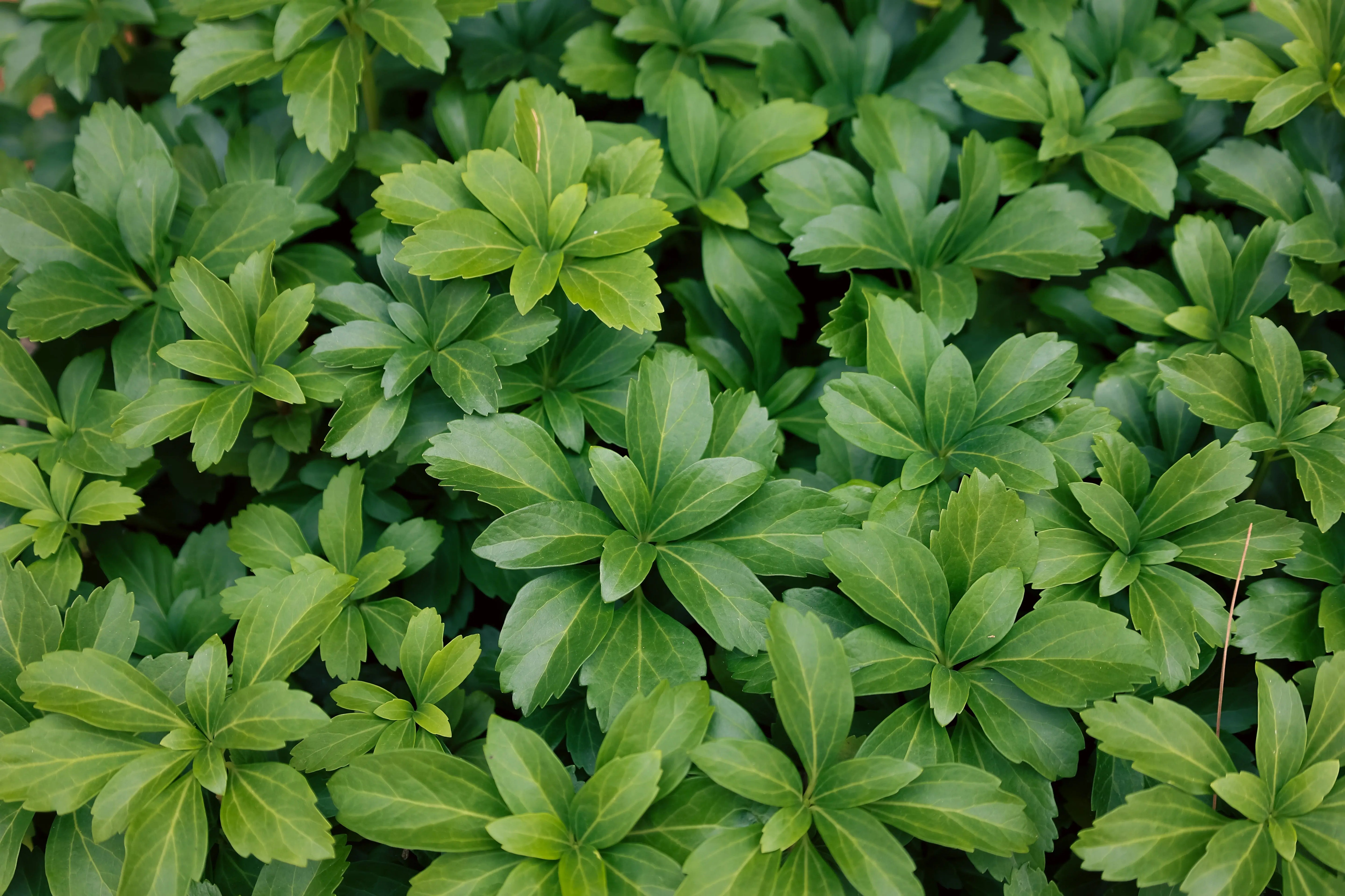Pachysandra - Dickmännchen Stauden Gaenge