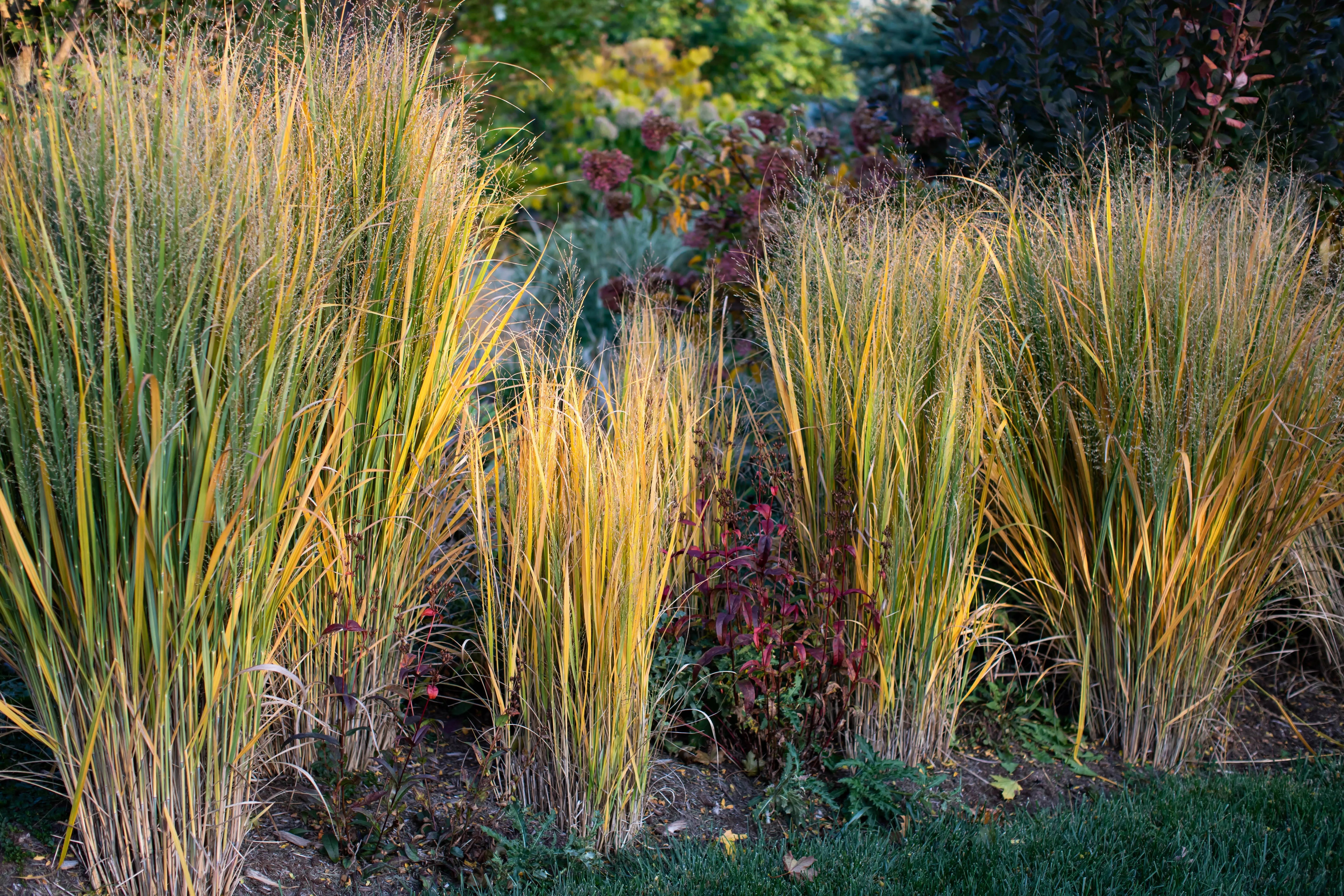 Panicum - Rutenhirse Stauden Gaenge