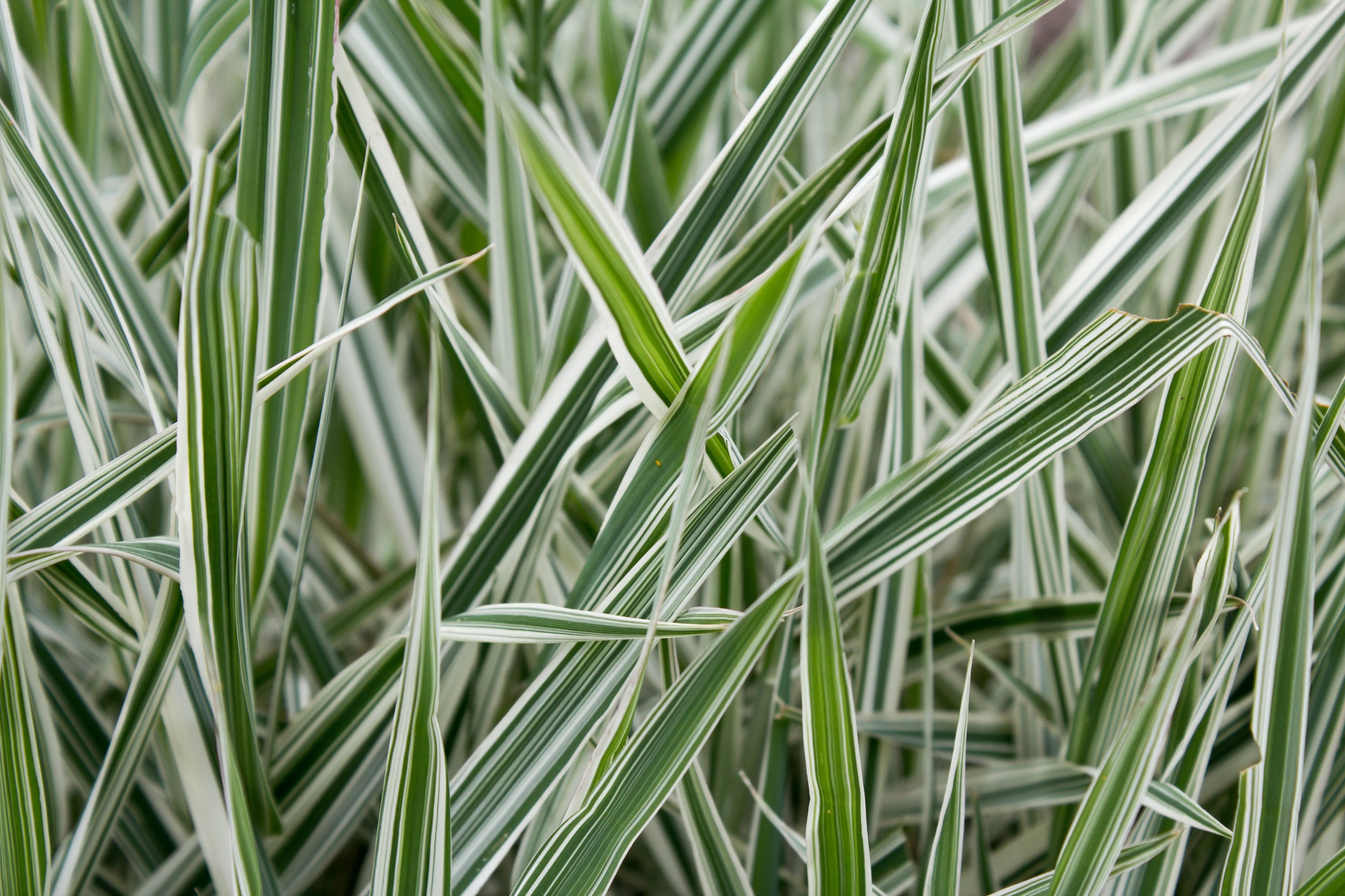 Phalaris - Rohrglanzgras Stauden Gaenge