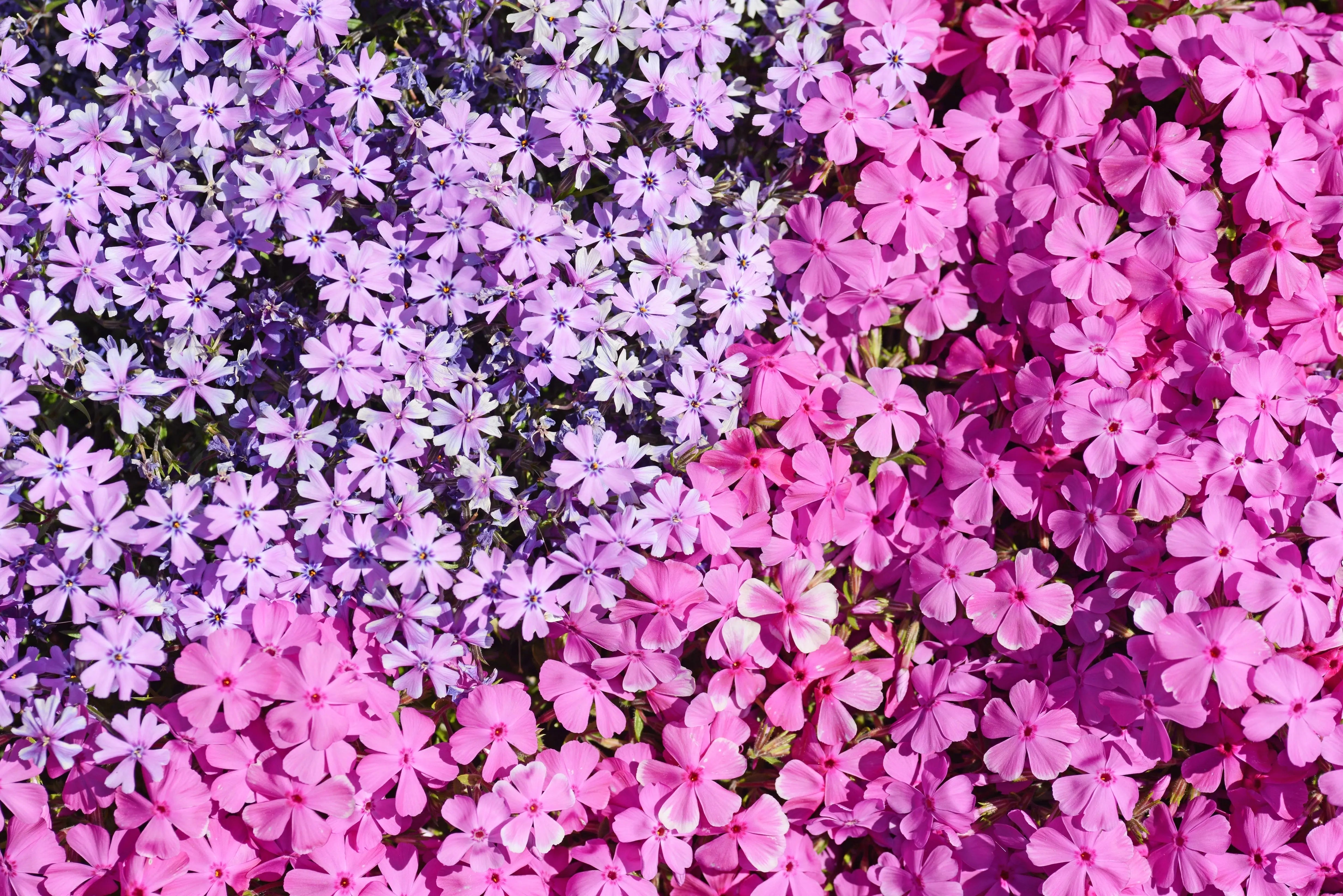 Phlox subulata - Polster-Phlox Stauden Gaenge