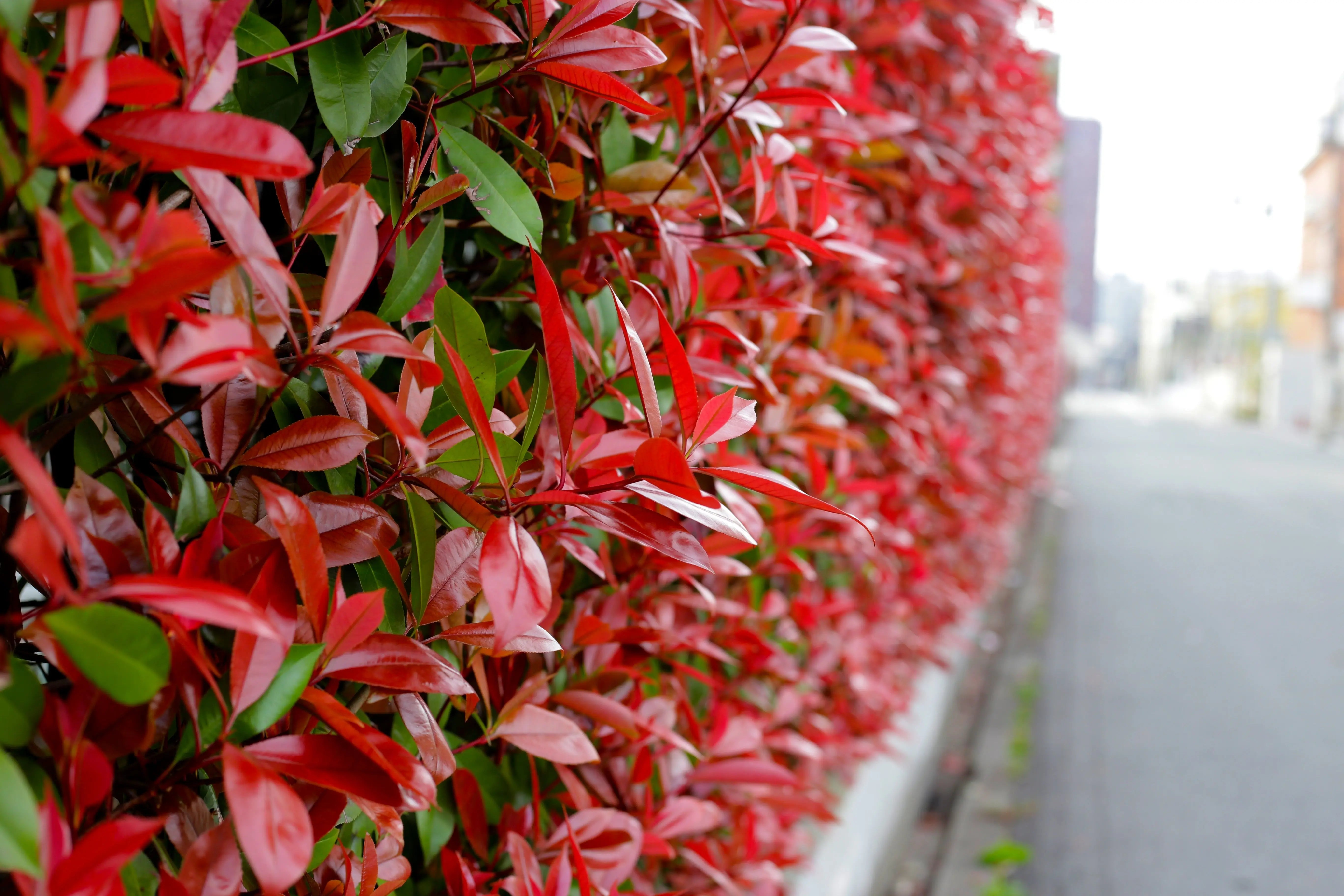 Photinia - Rote Glanzmispel Stauden Gaenge
