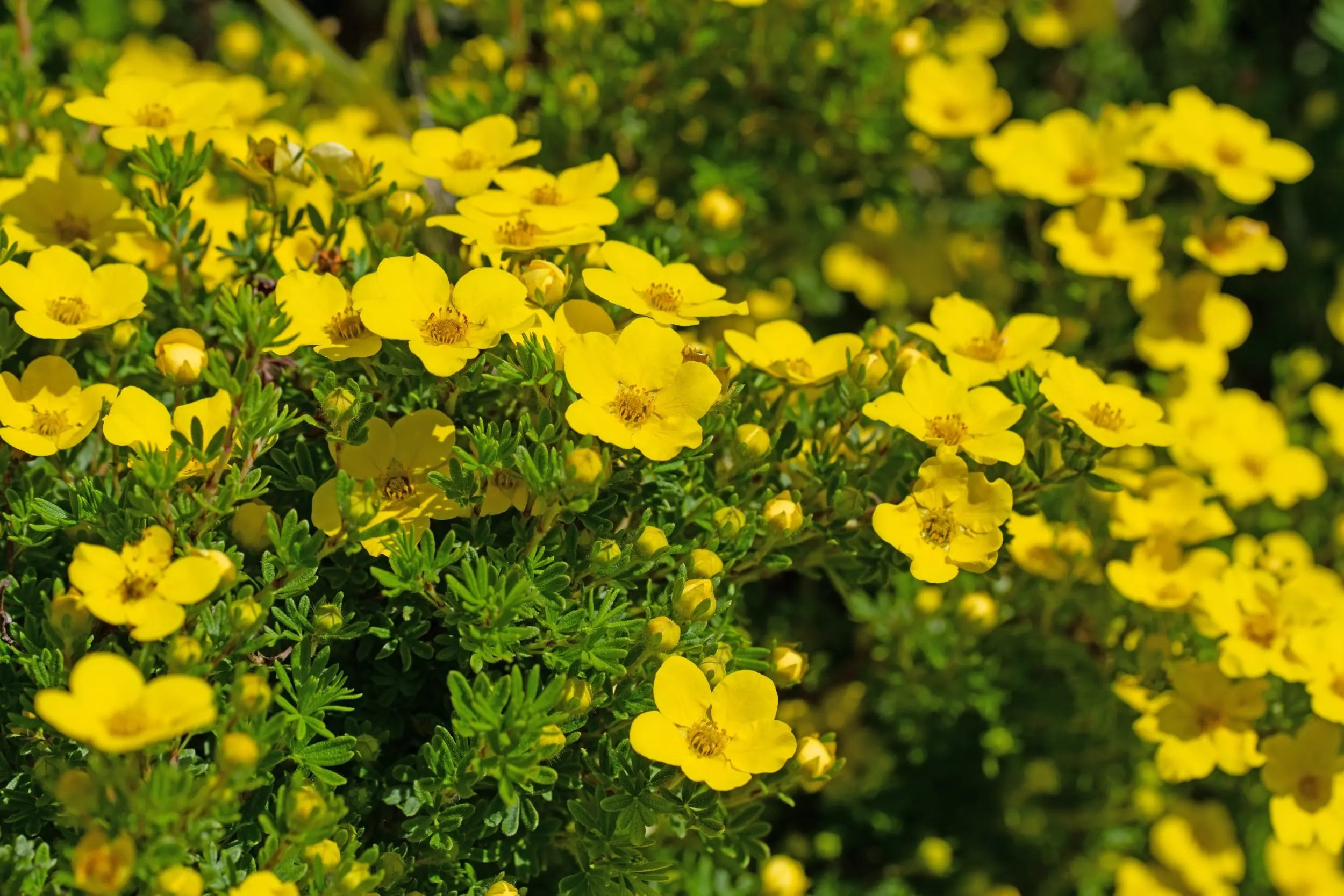 Potentilla - Fingerstrauch Stauden Gaenge