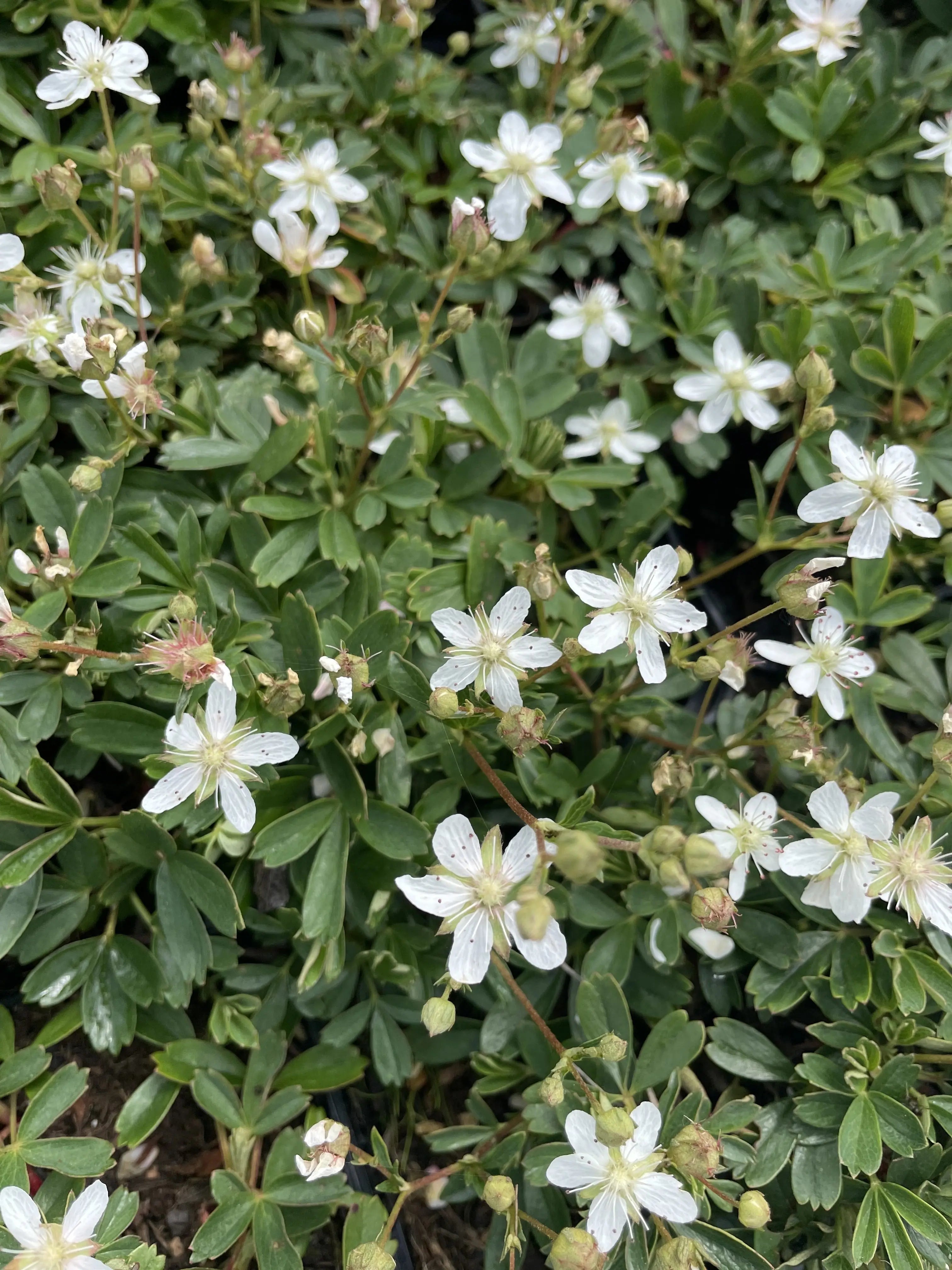 Potentilla tridentata - Teppich-Fingerkraut Stauden Gaenge