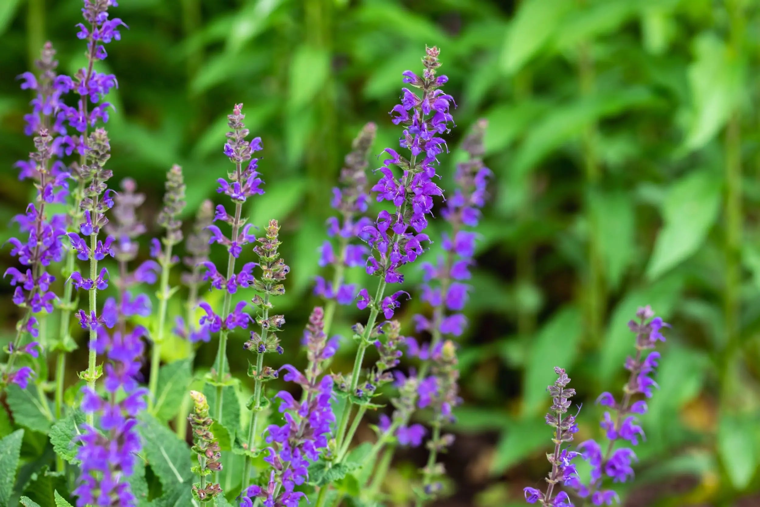 Salvia - Salbei Stauden Gaenge
