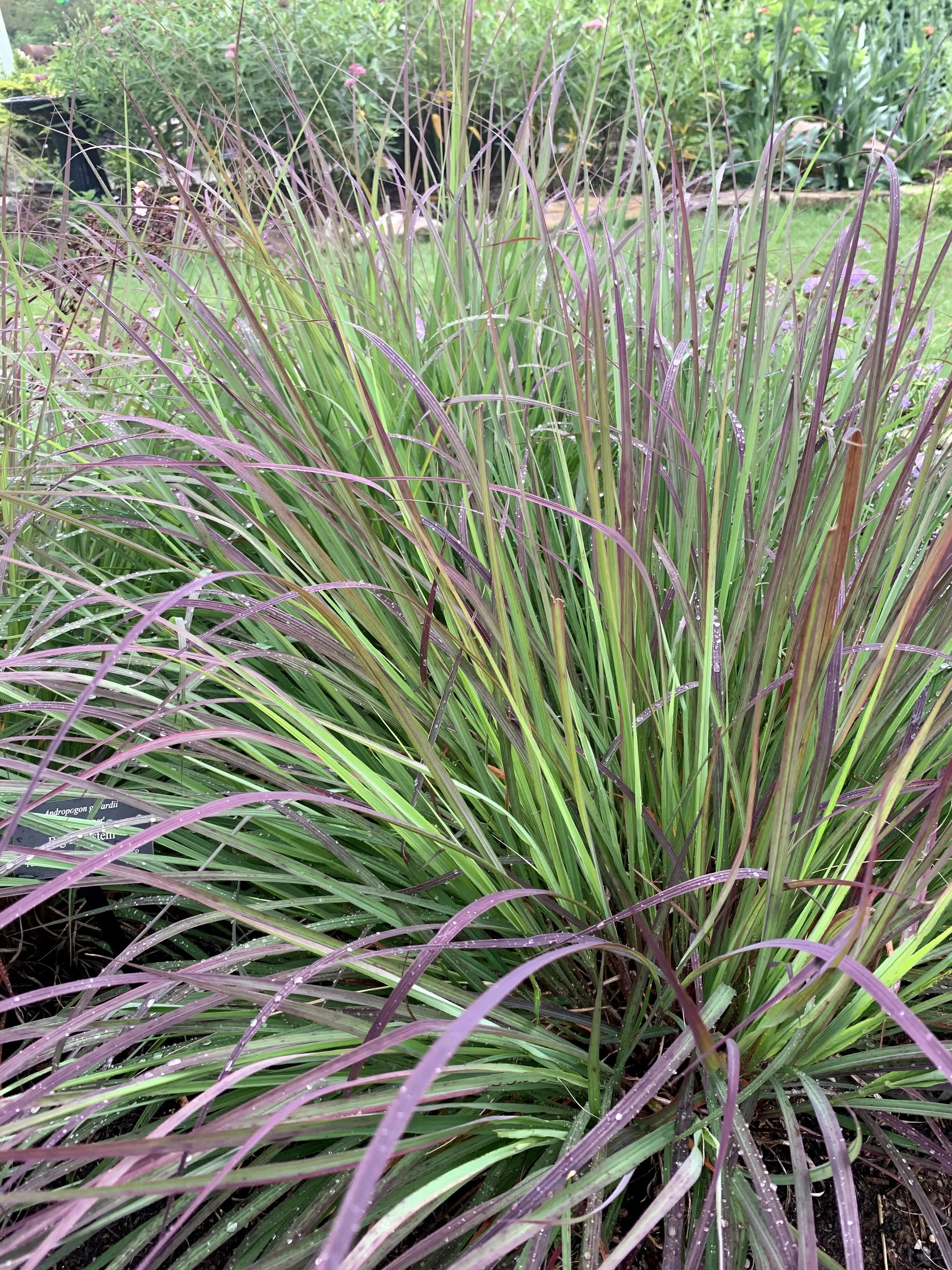 Schizachyrium - Kleines Präriegras Stauden Gaenge