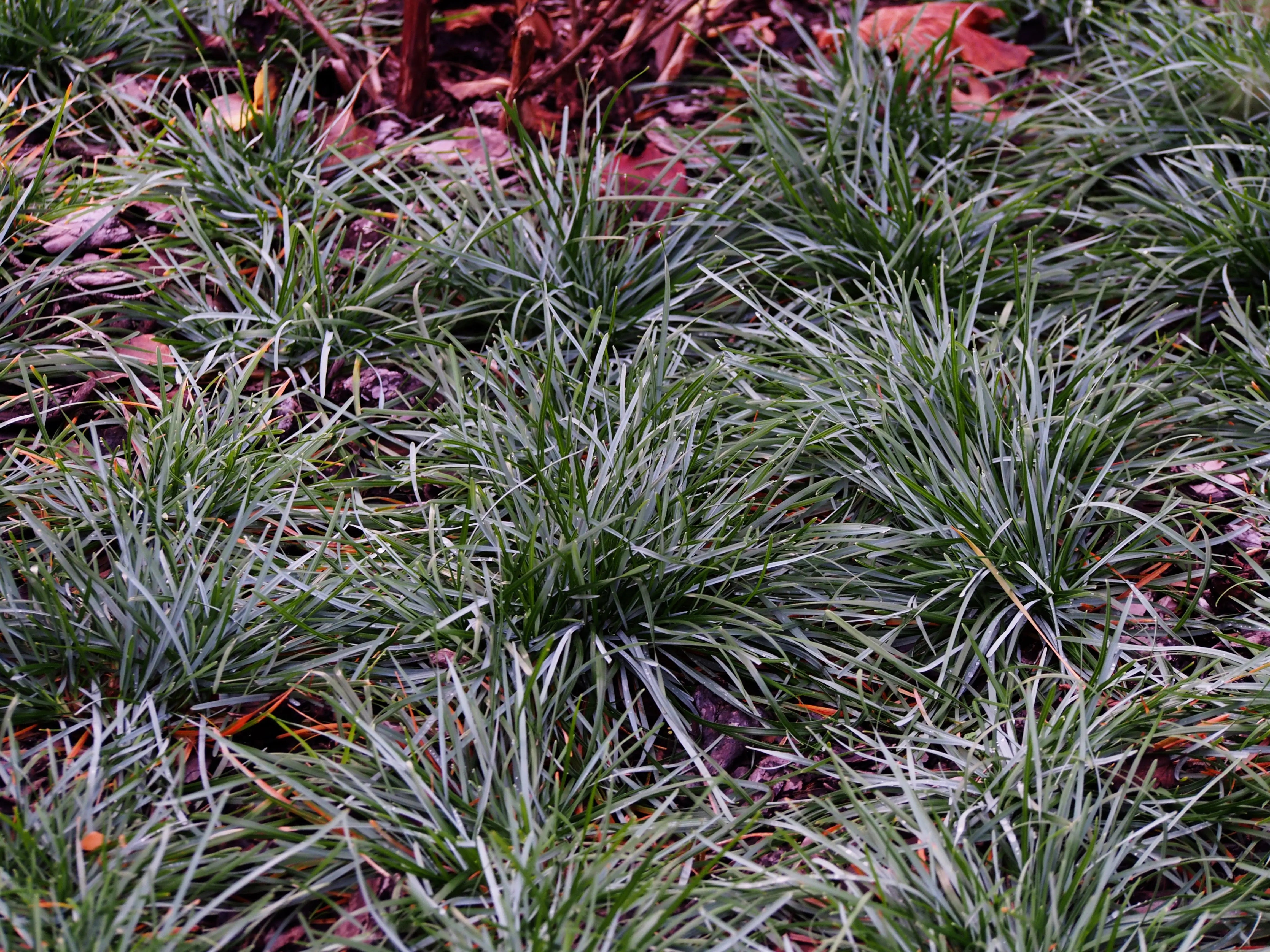 Sesleria - Ungarisches Blaugras Stauden Gaenge