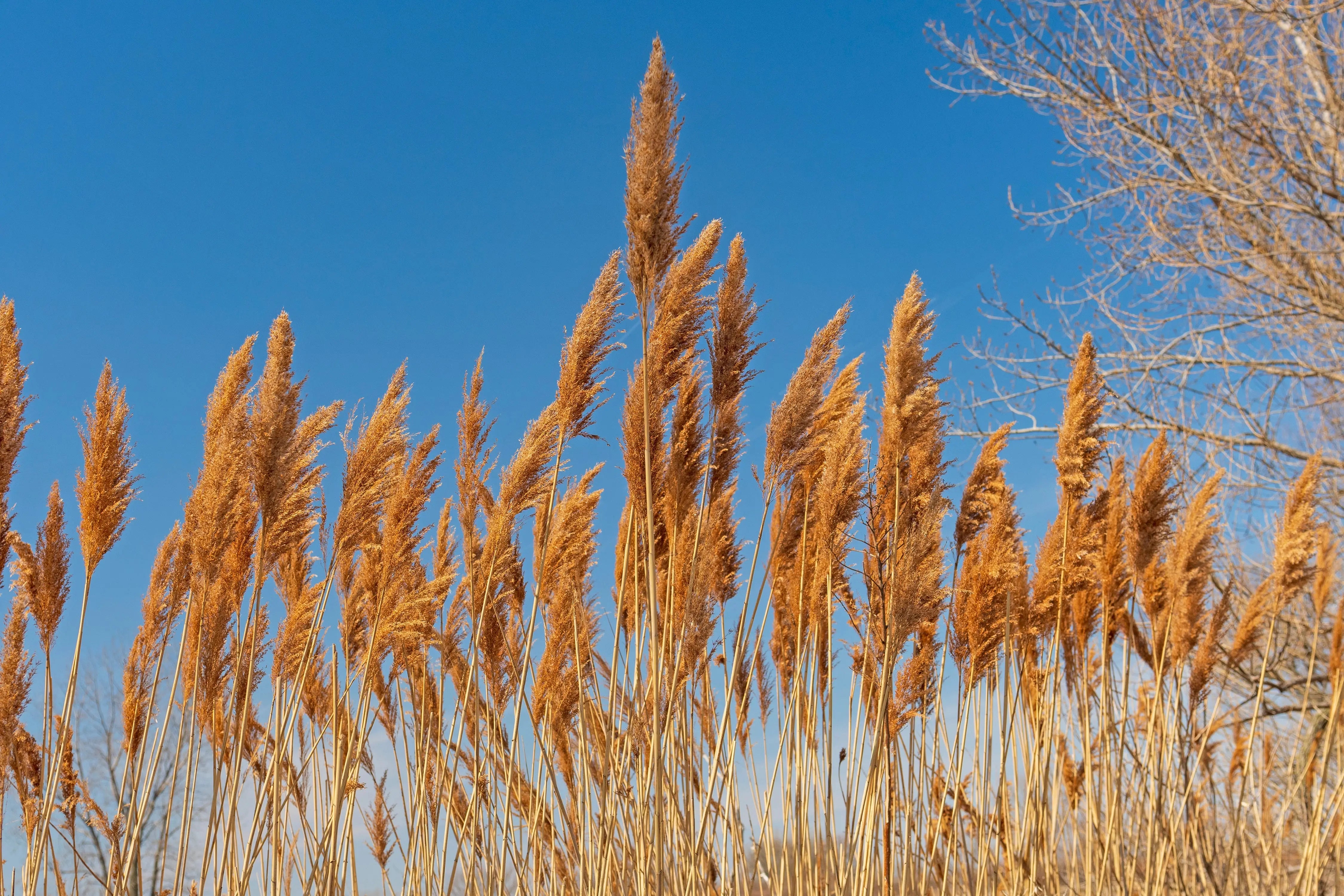Sorghastrum - Indianergras Stauden Gaenge