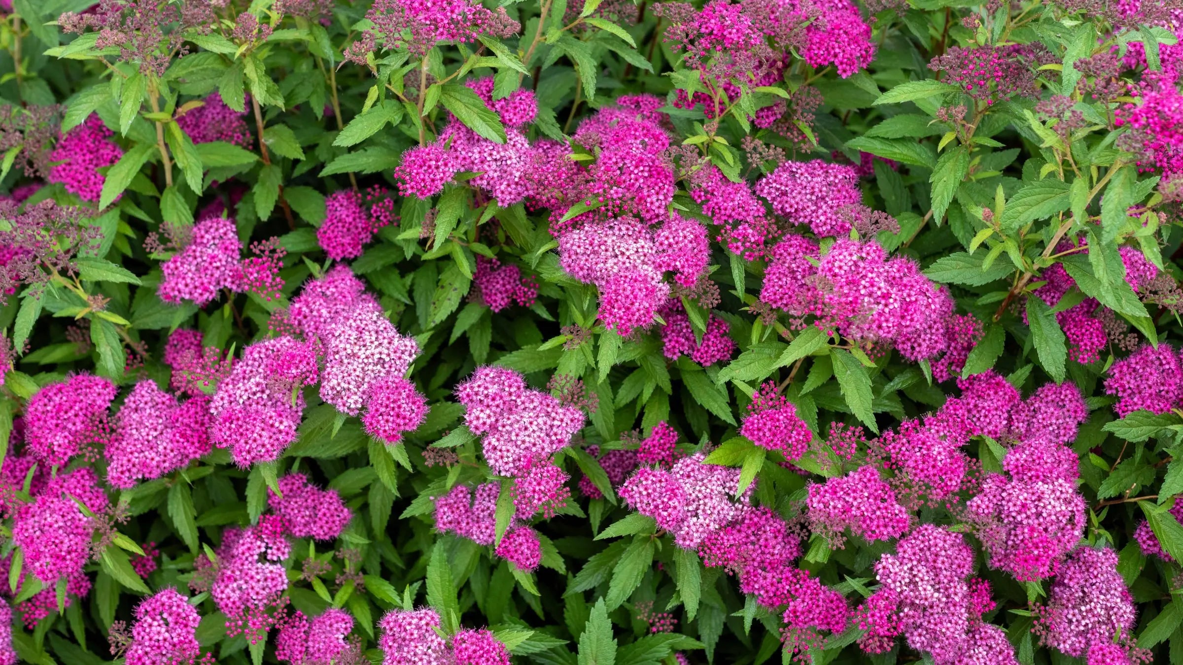 Spiraea - Spiere Stauden Gaenge