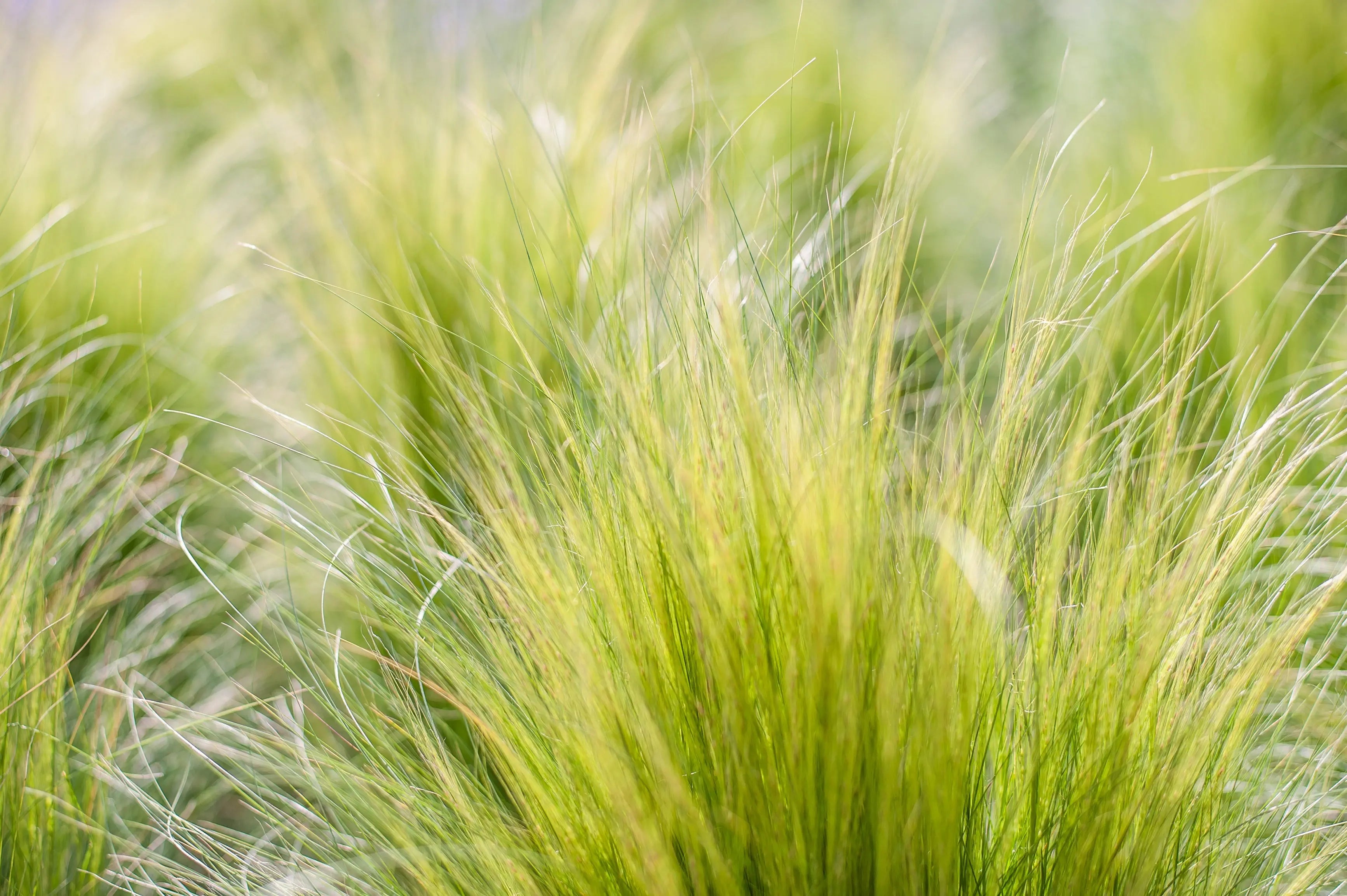 Stipa - Federgras Stauden Gaenge