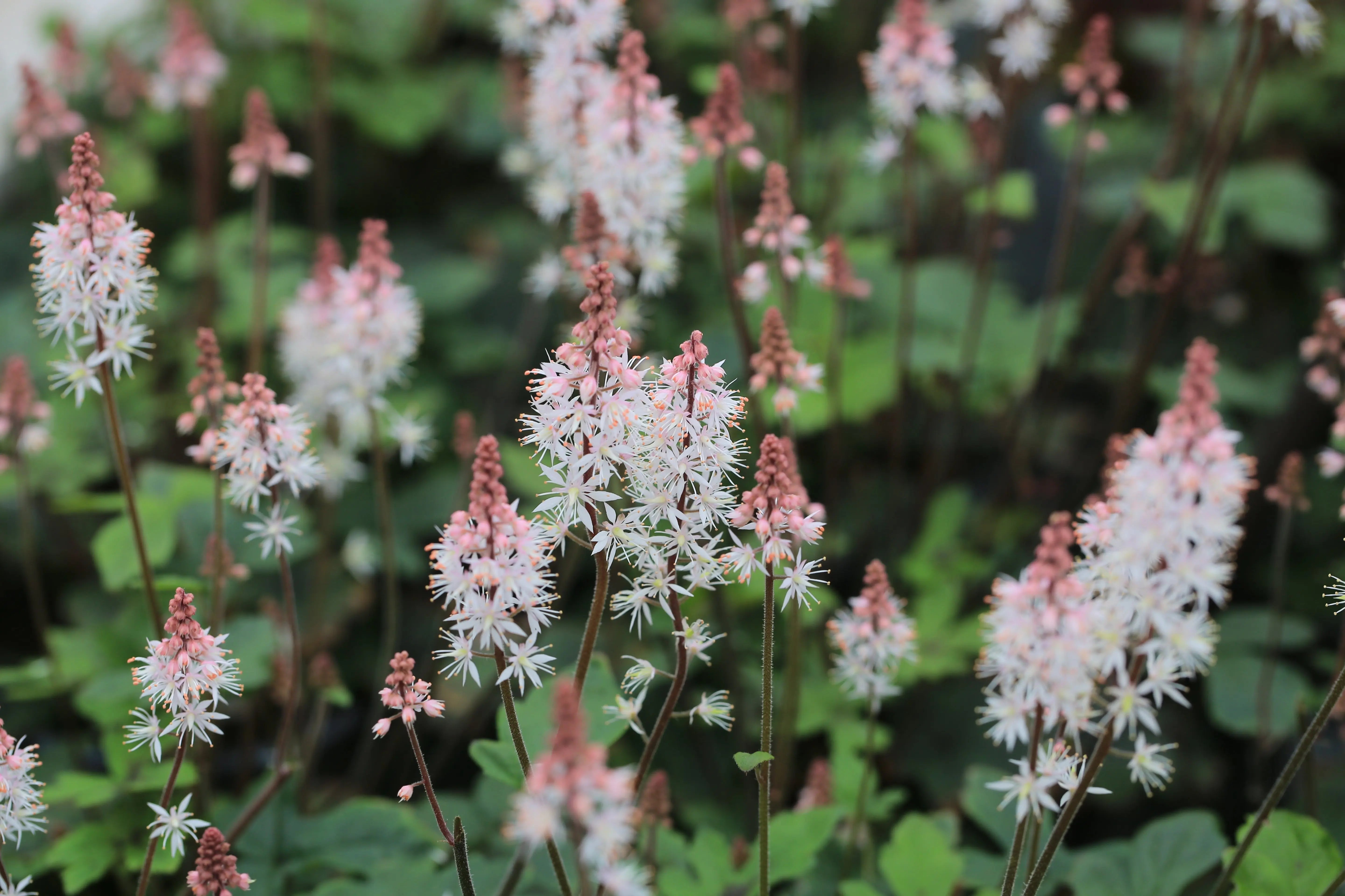 Tiarella - Schaumblüte Stauden Gaenge