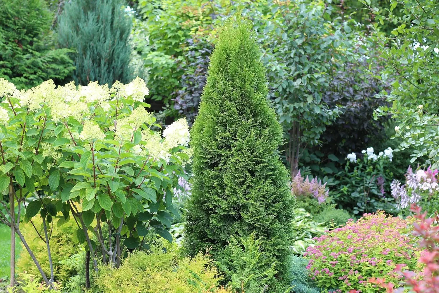 Thuja occidentalis 'Smaragd' – dichter, grüner Lebensbaum als Heckenpflanze