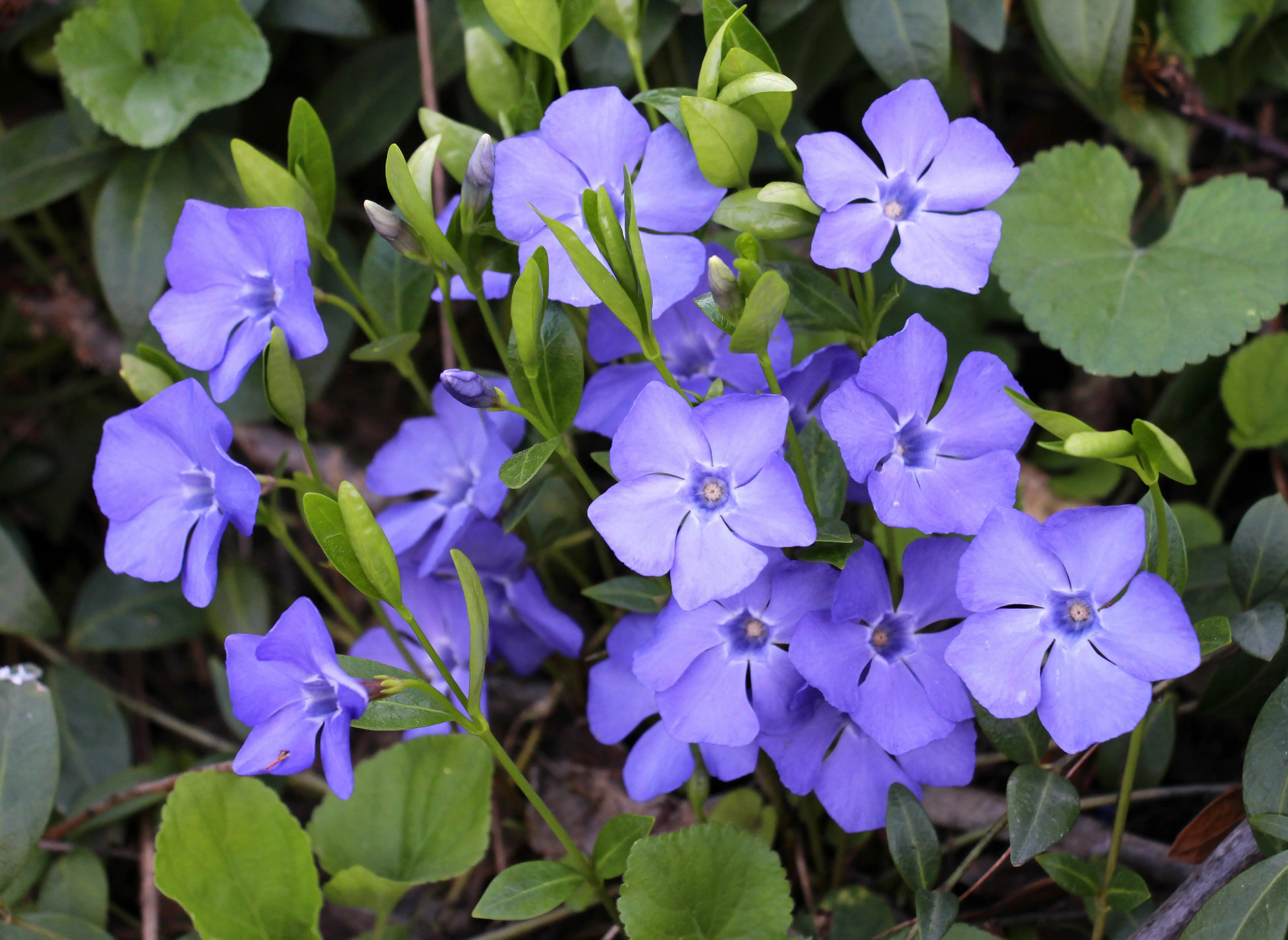 Vinca minor - Kleines Immergrün Stauden Gaenge
