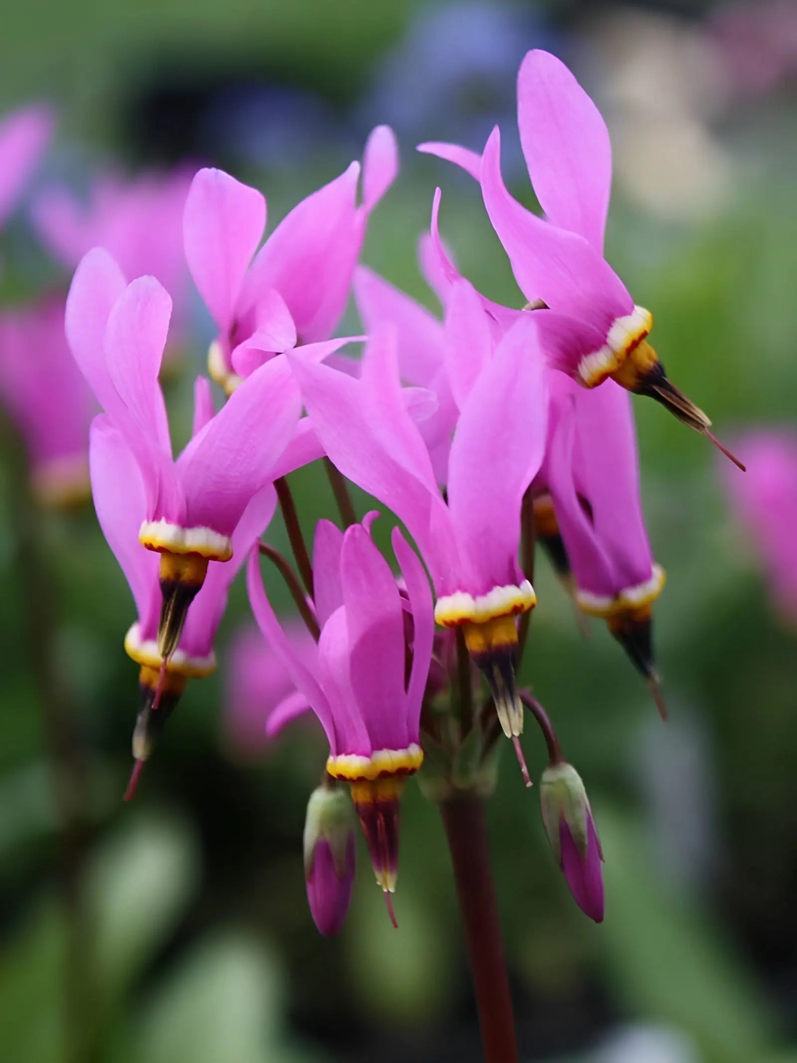 Dodecatheon -Götterblume Stauden Gaenge