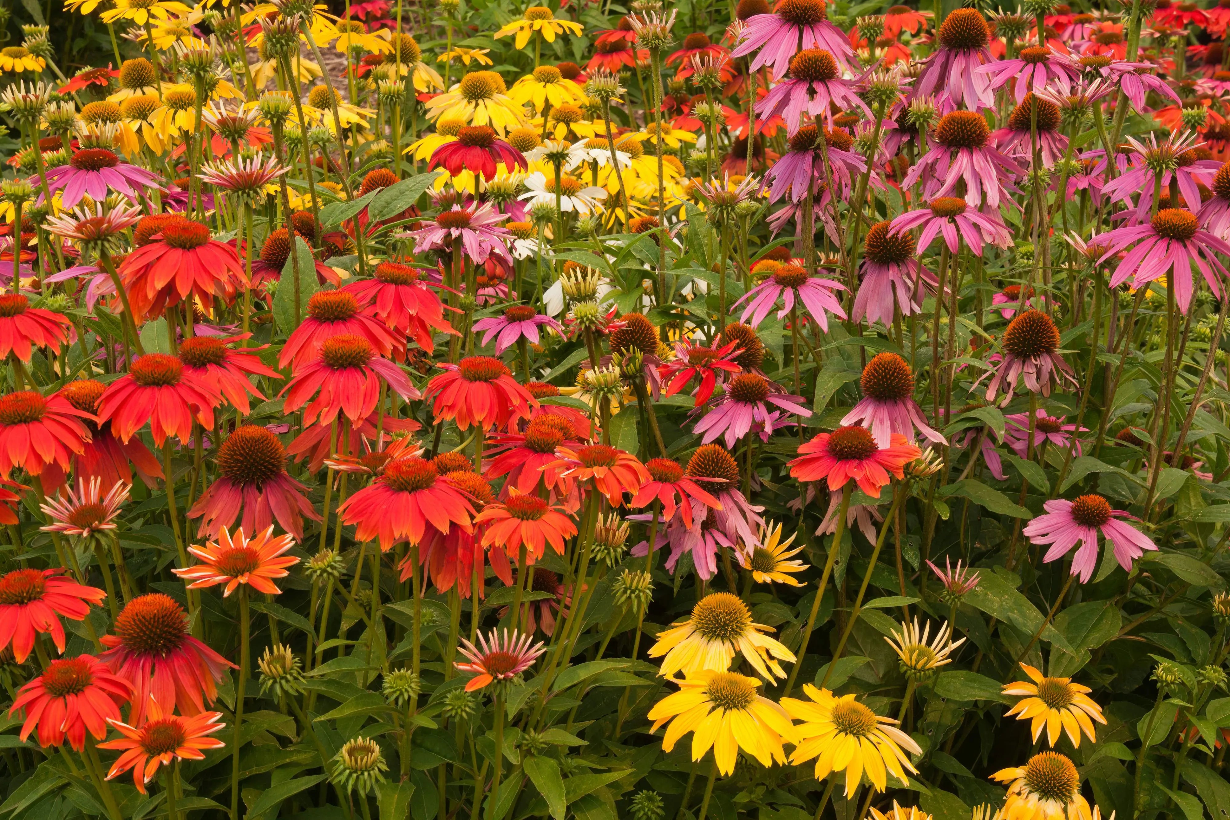 Echinacea - Purpursonnenhut Stauden Gaenge