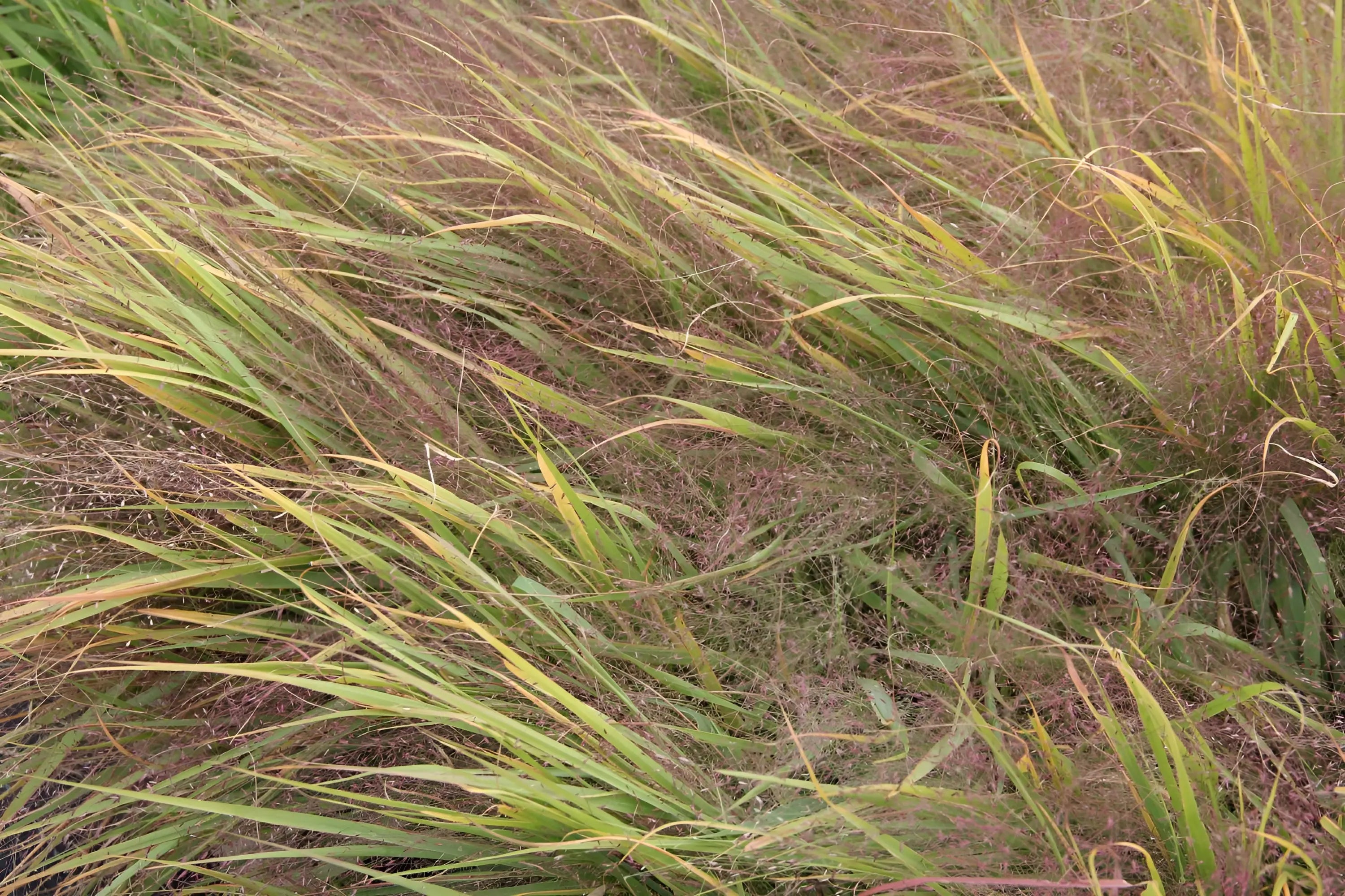 Eragrostis - Liebesgras Stauden Gaenge