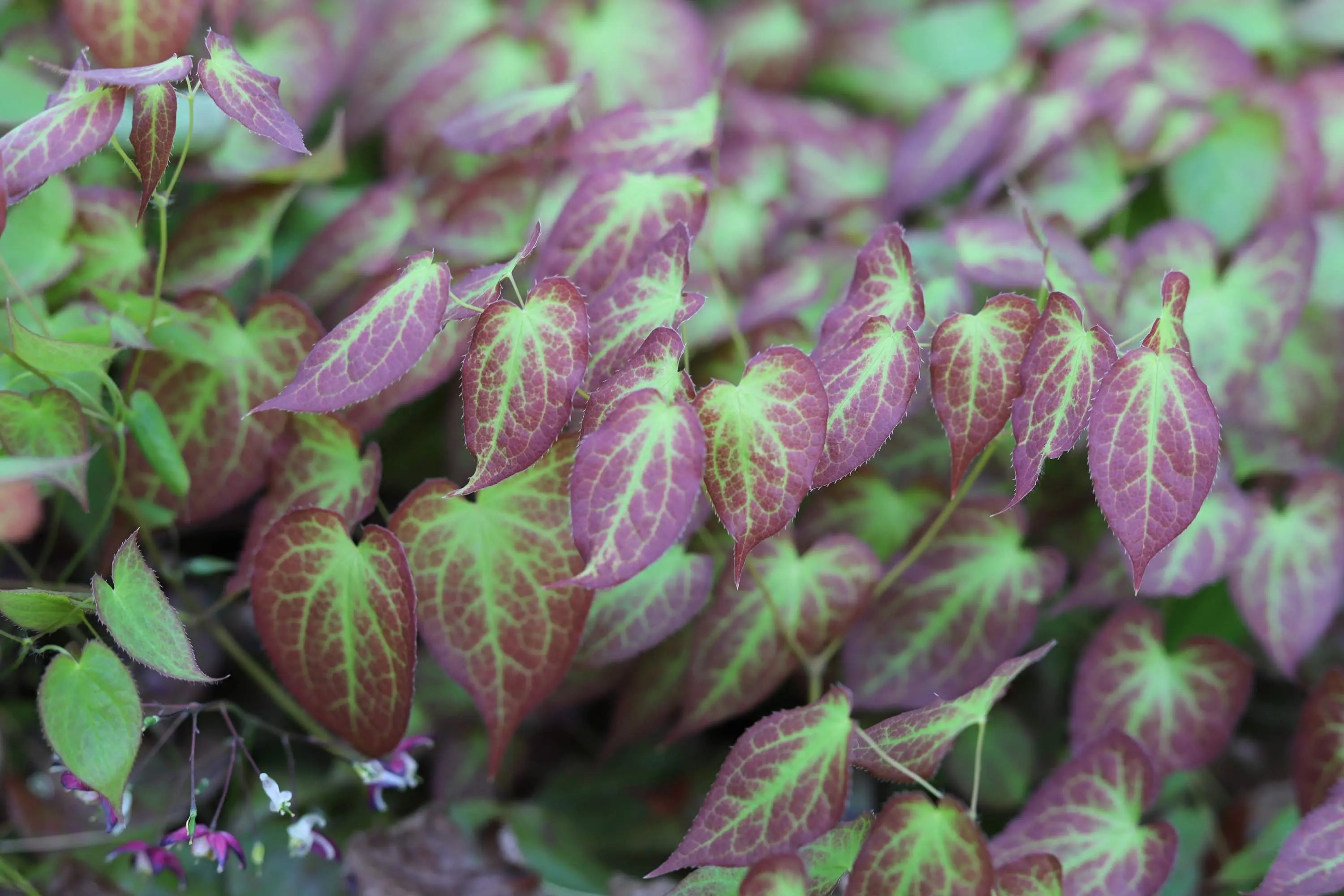 Epimedium - Elfenblume Stauden Gaenge