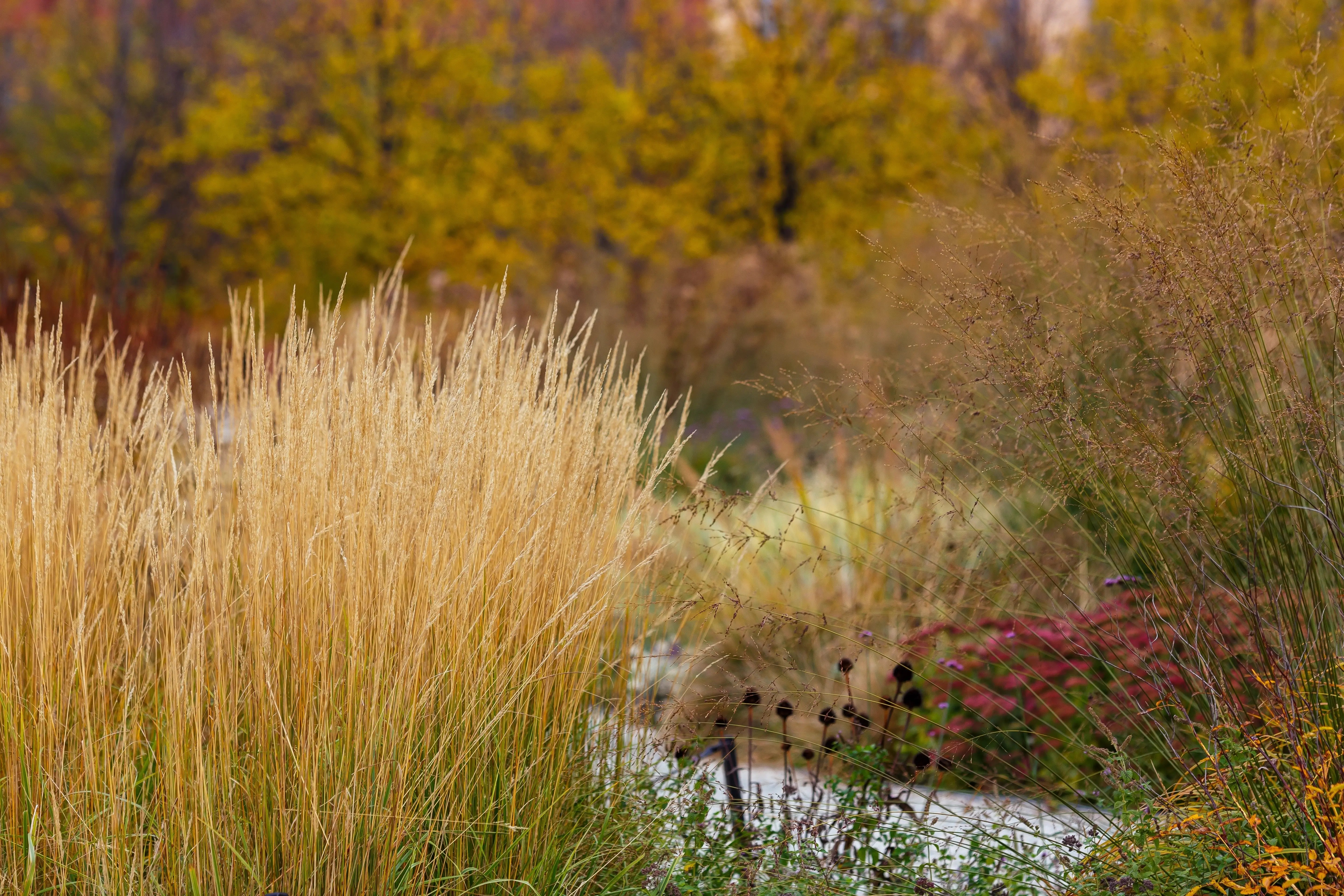 Calamagrostis-Reitgras Stauden Gaenge