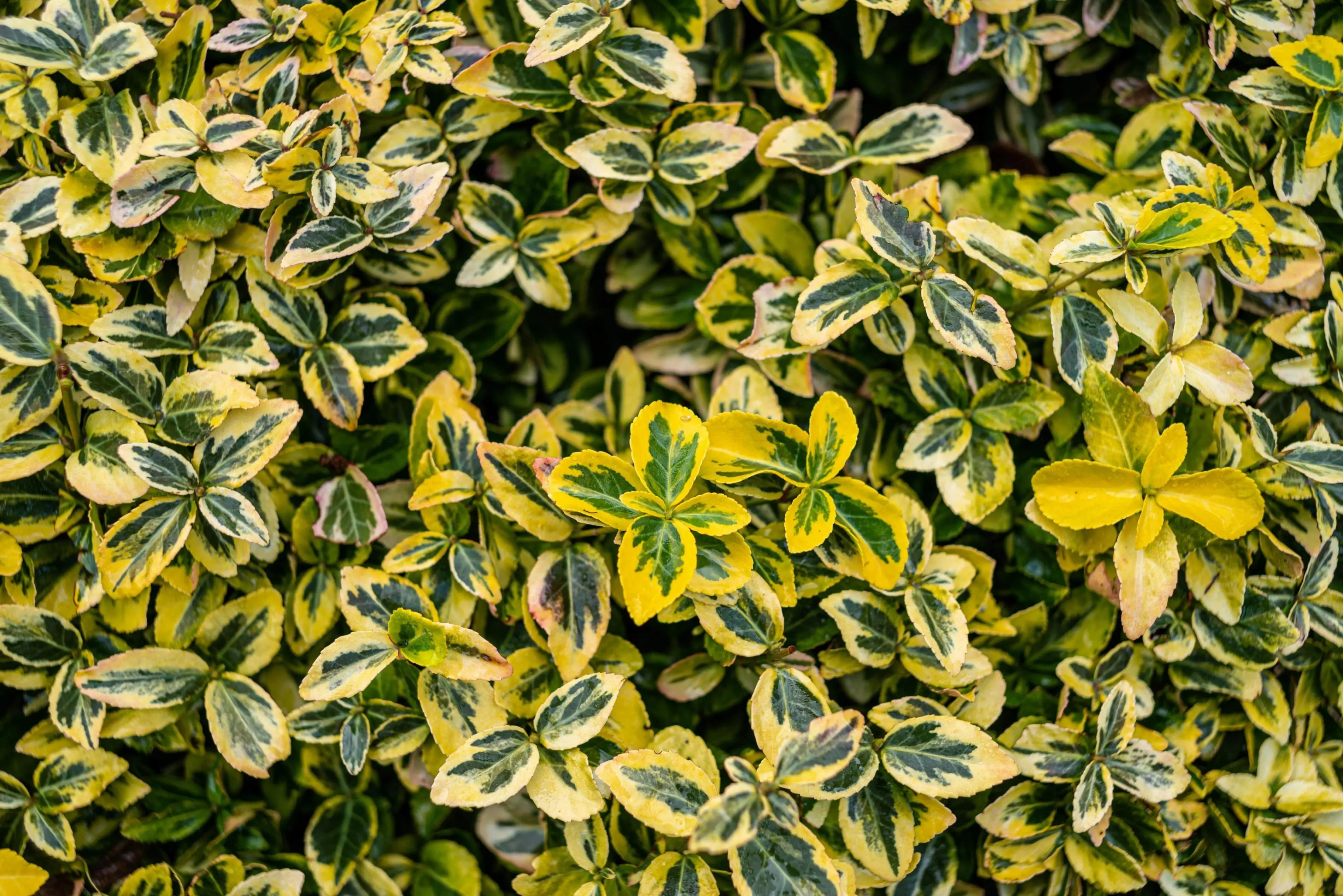 Euonymus - Kriechspindel Stauden Gaenge