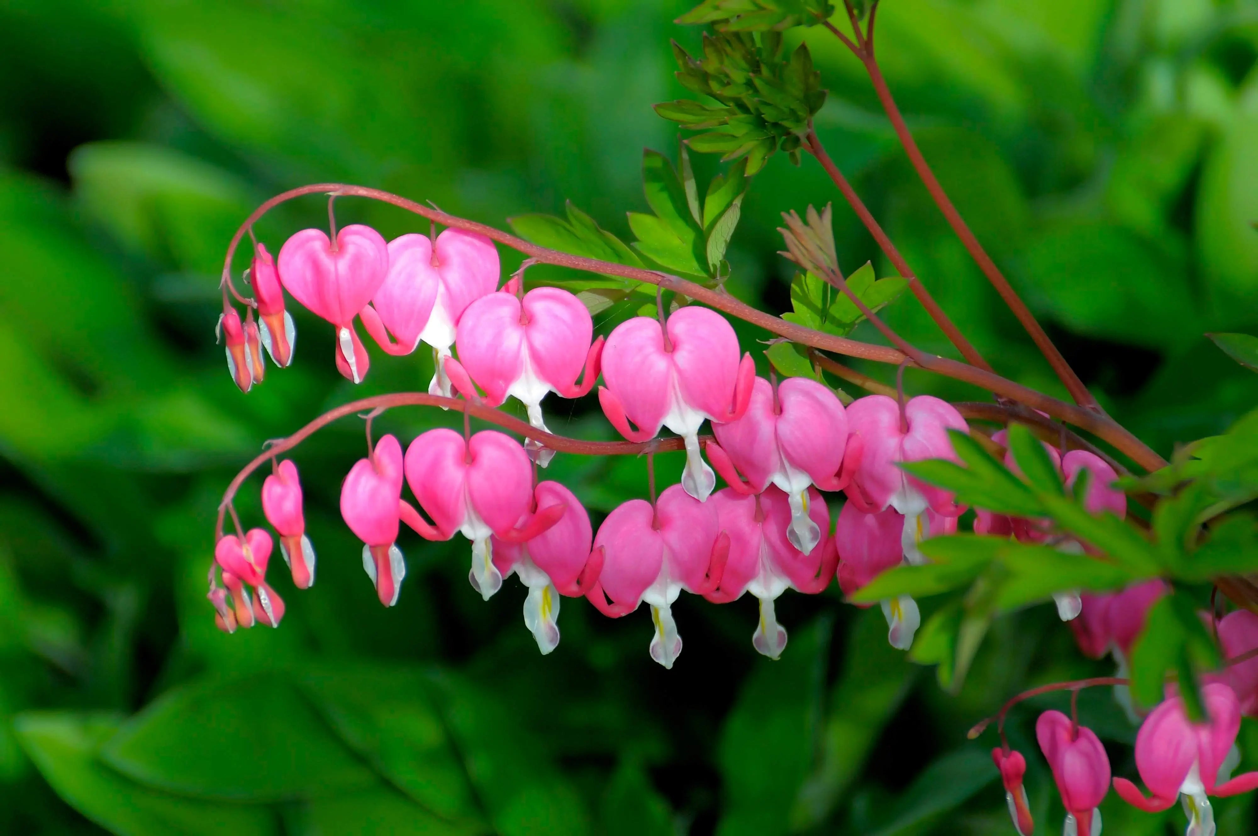 Dicentra - Tränendes Herz Stauden Gaenge