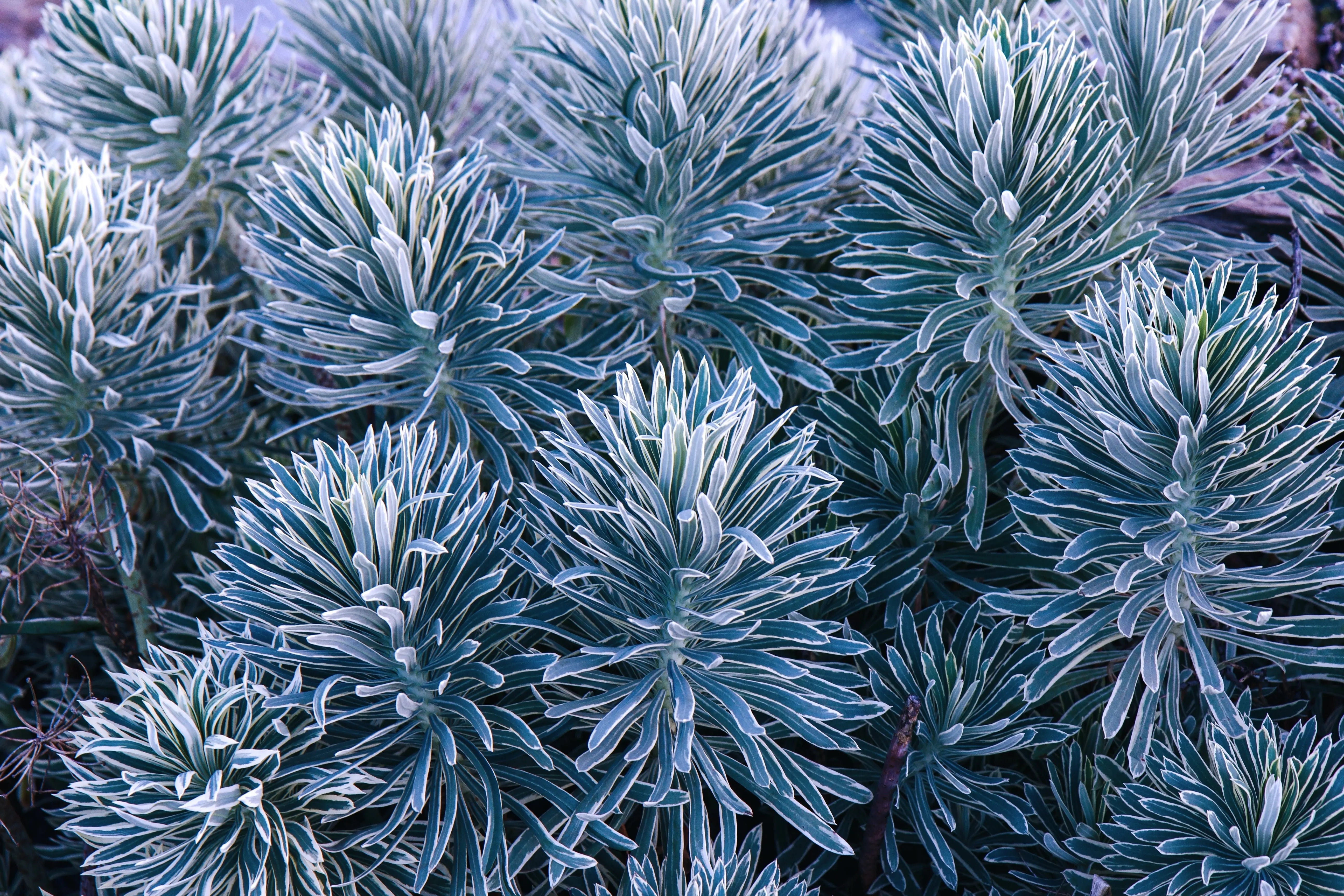 Euphorbia - Wolfsmilch Stauden Gaenge