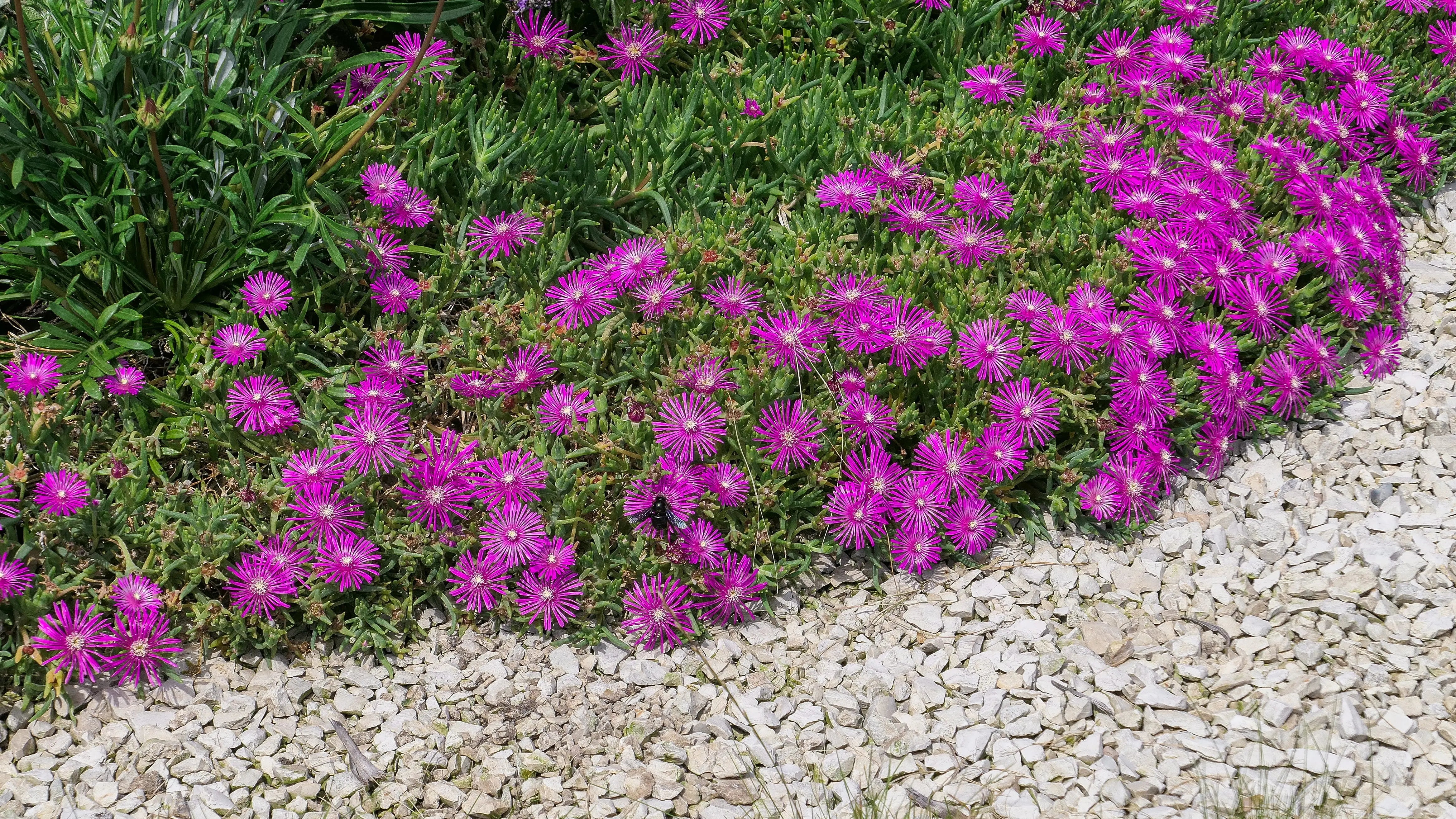 Delosperma - Mittagsblume / Eisblume Stauden Gaenge
