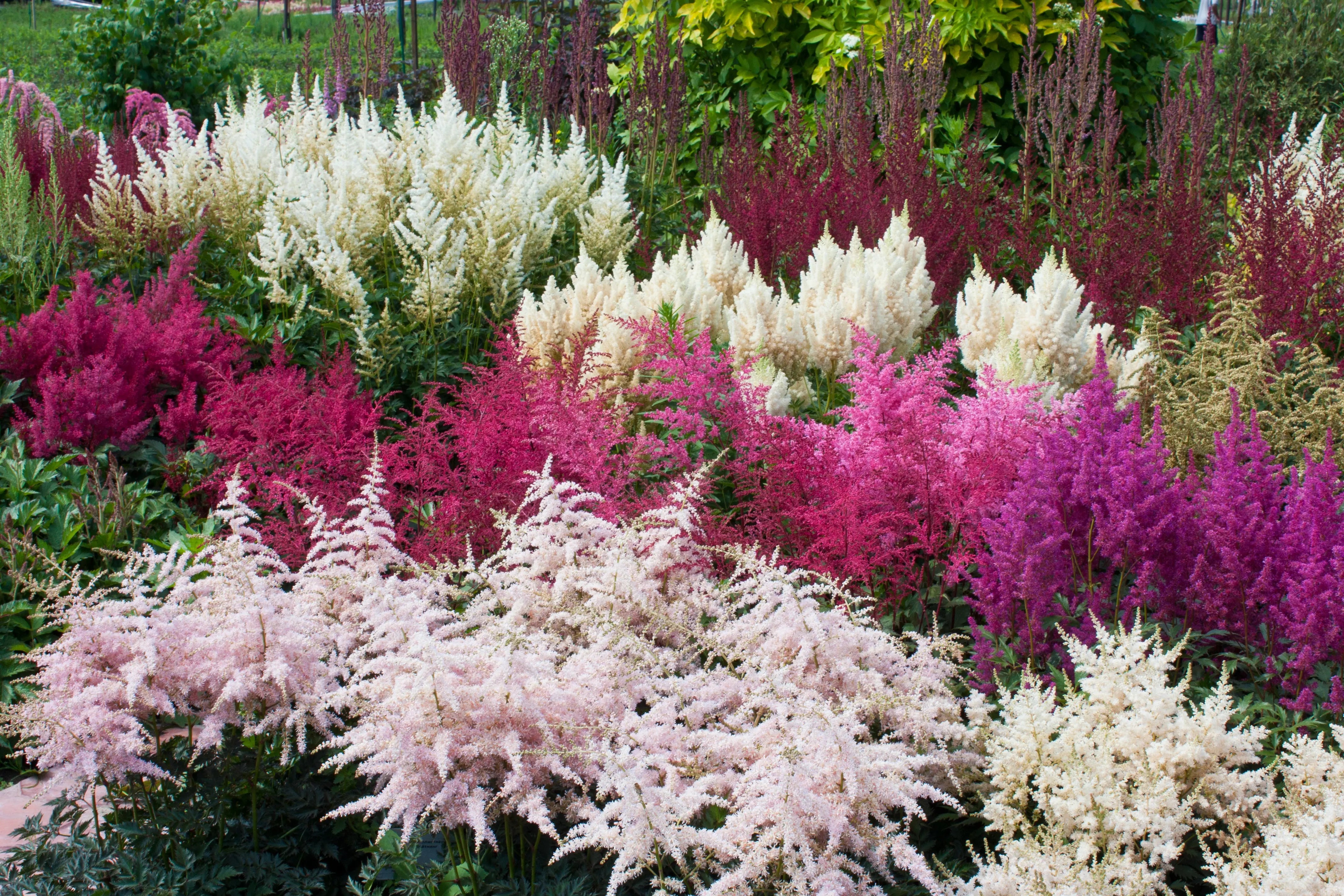Astilbe-Prachtspiere Stauden Gaenge