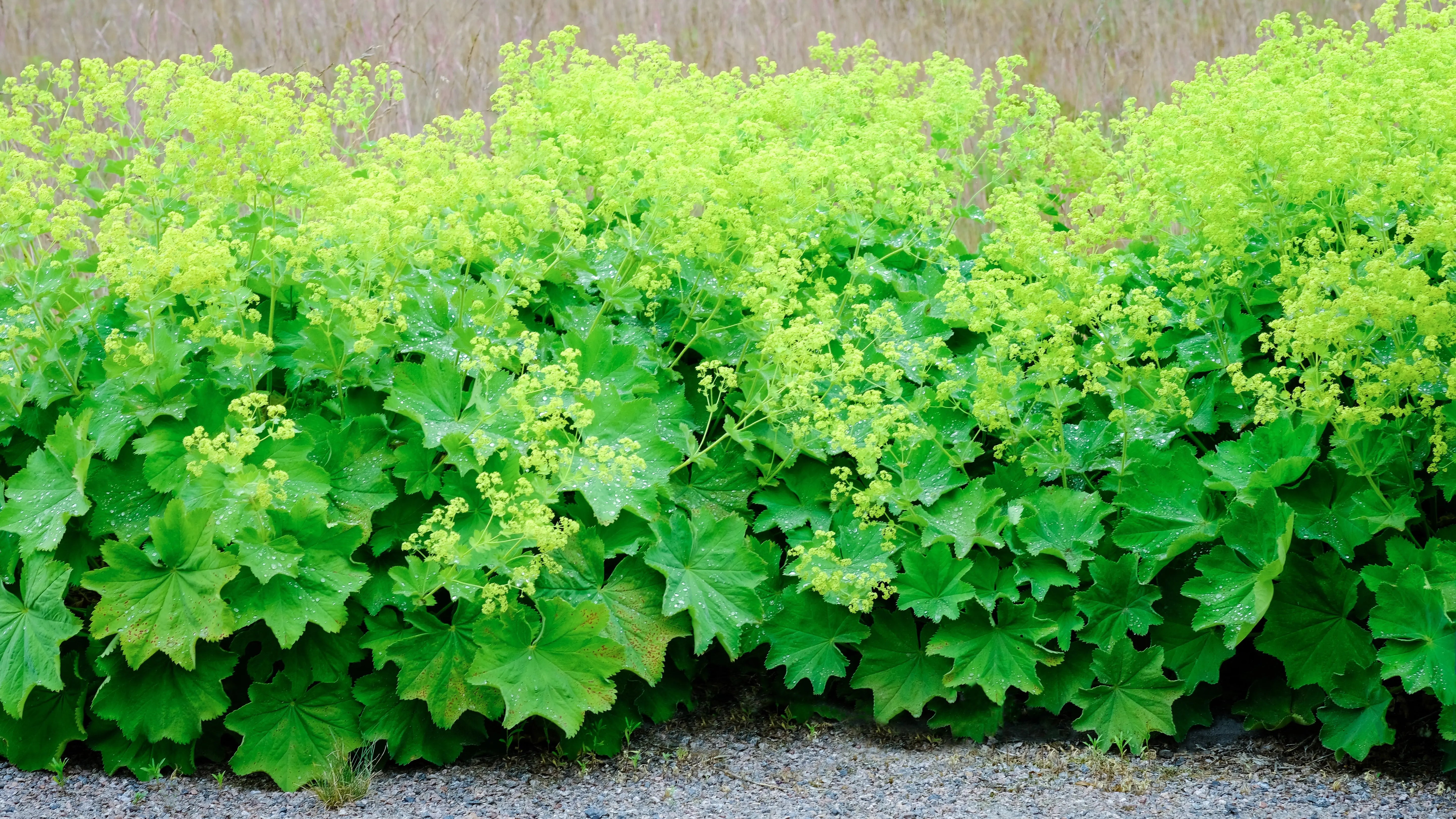 Alchemilla - Frauenmantel Stauden Gaenge